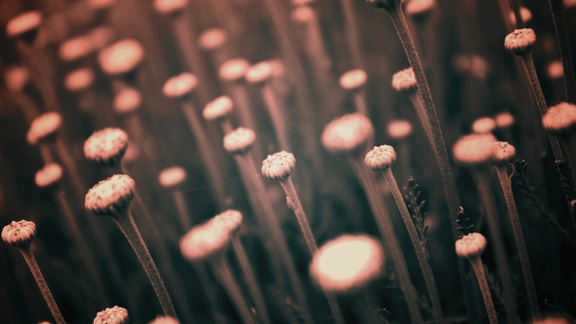 Молодые стебли обои