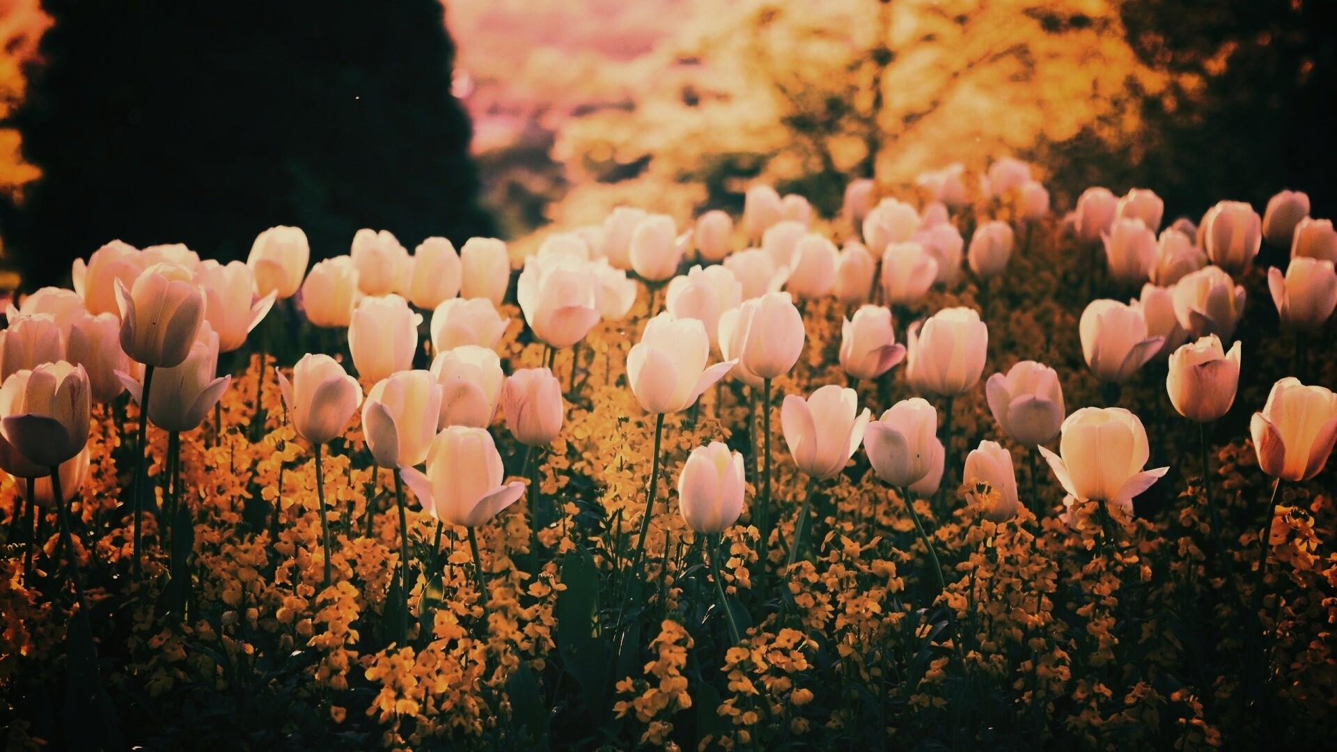 Белые тюльпаны обои