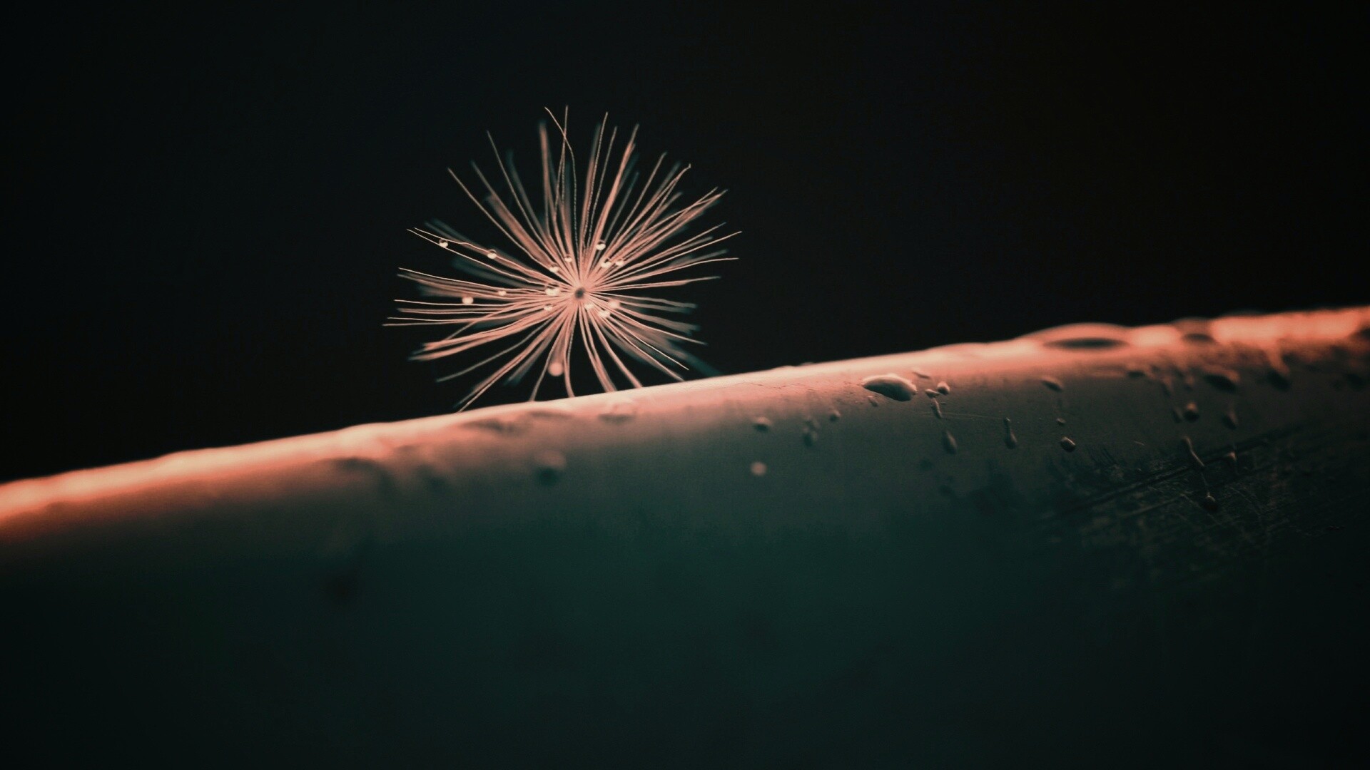 Прилипшая пушинка обои