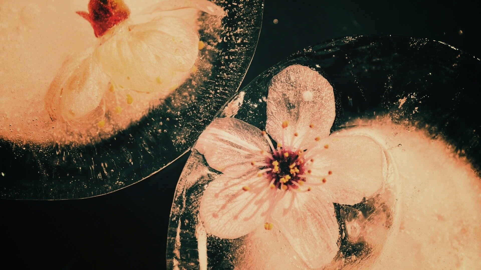 Цветы вишни во льду обои