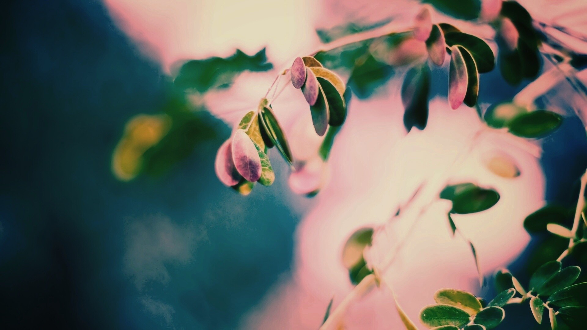 Фиолетовые листья обои