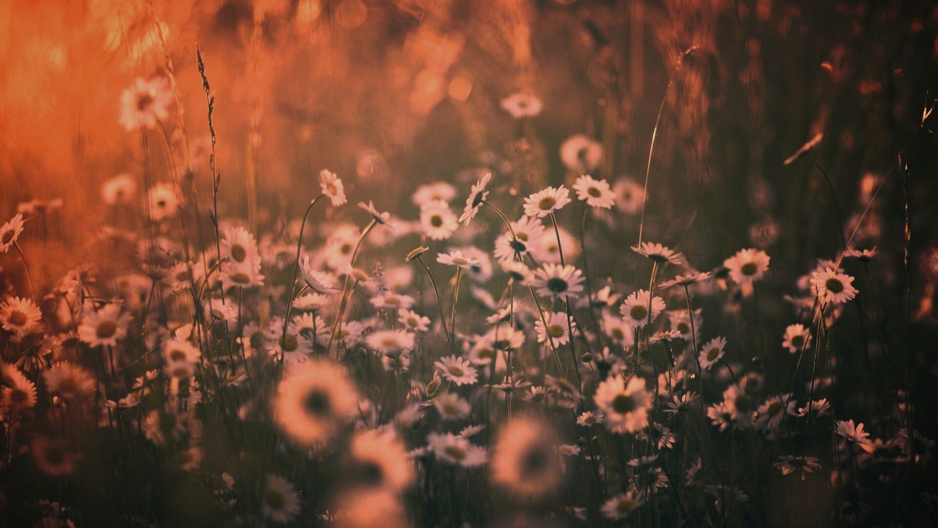 Поле ромашек обои