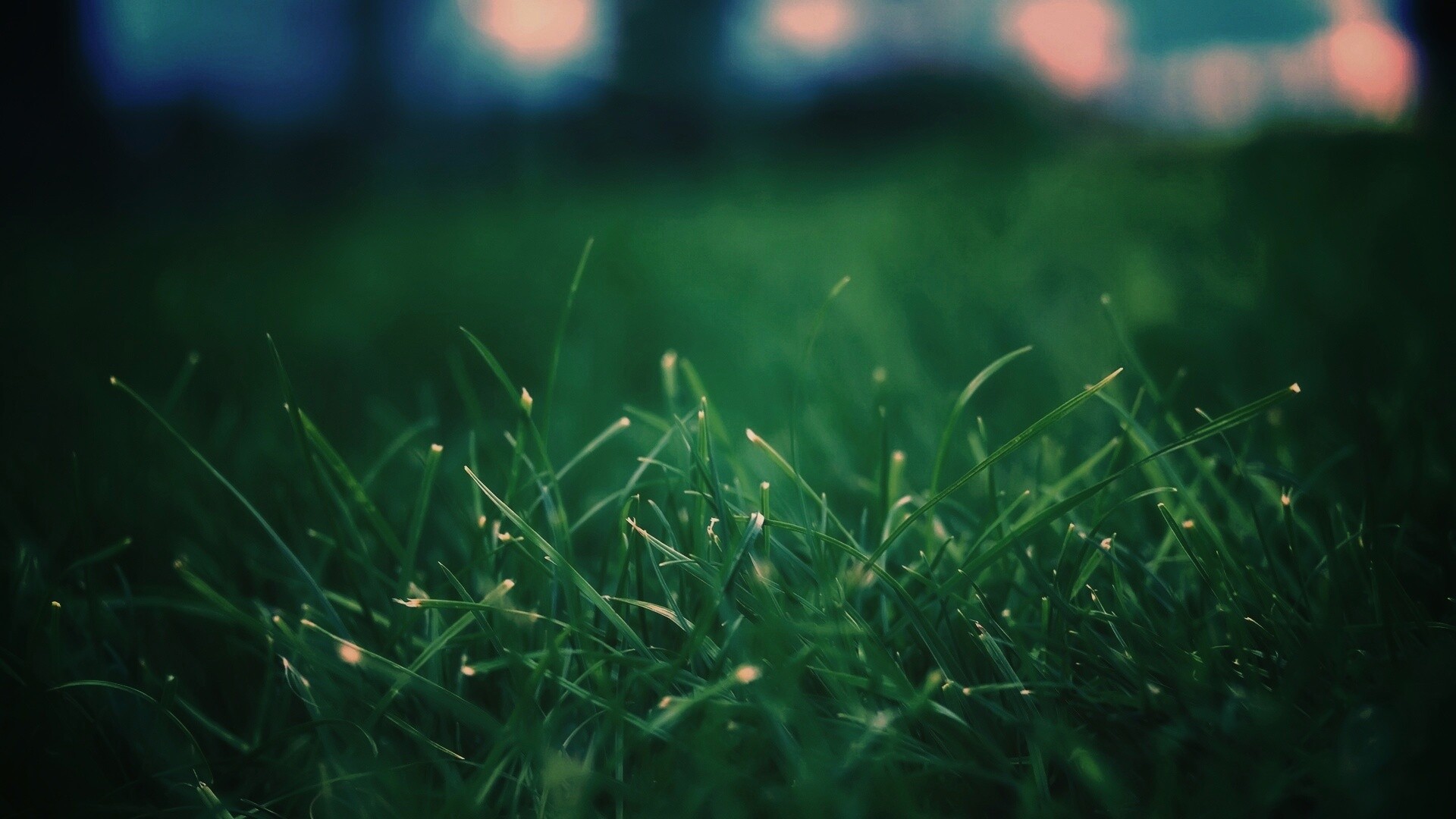 Сочная трава обои