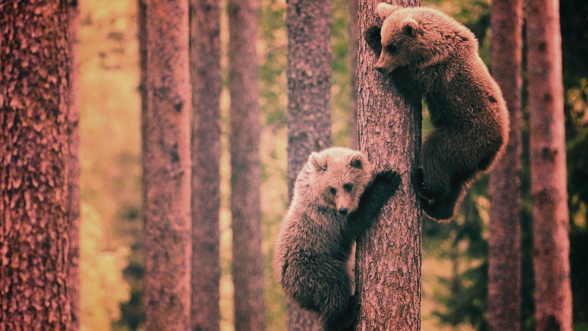 Медвежата обои
