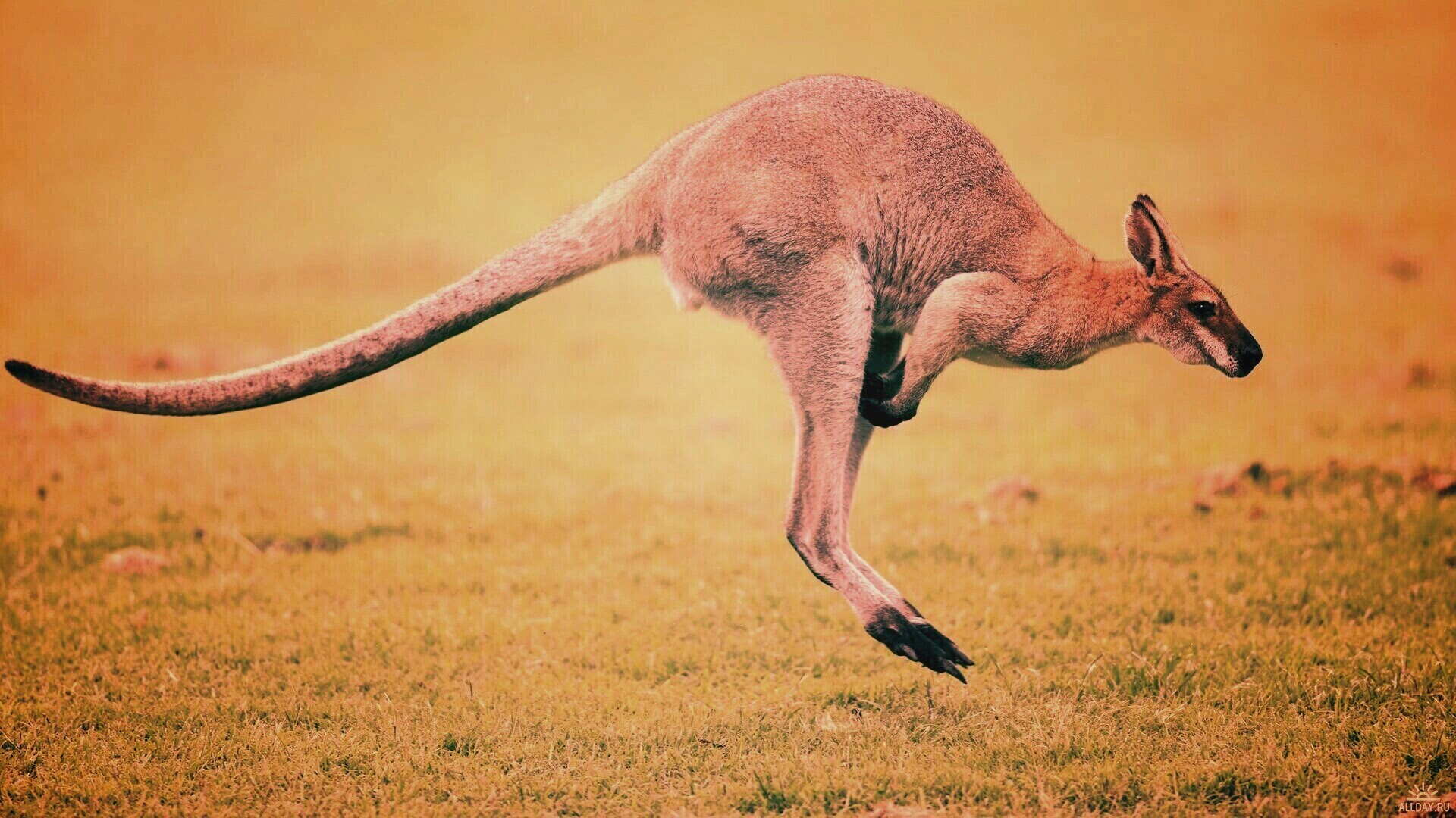 Кенгуру обои