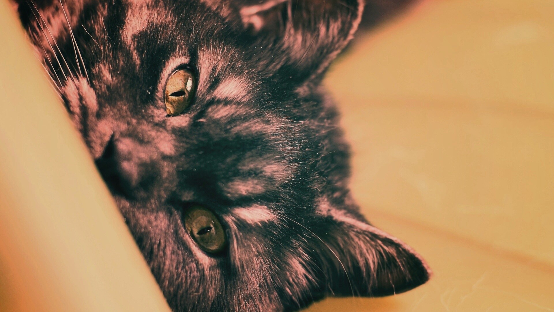 Глаза и уши обои