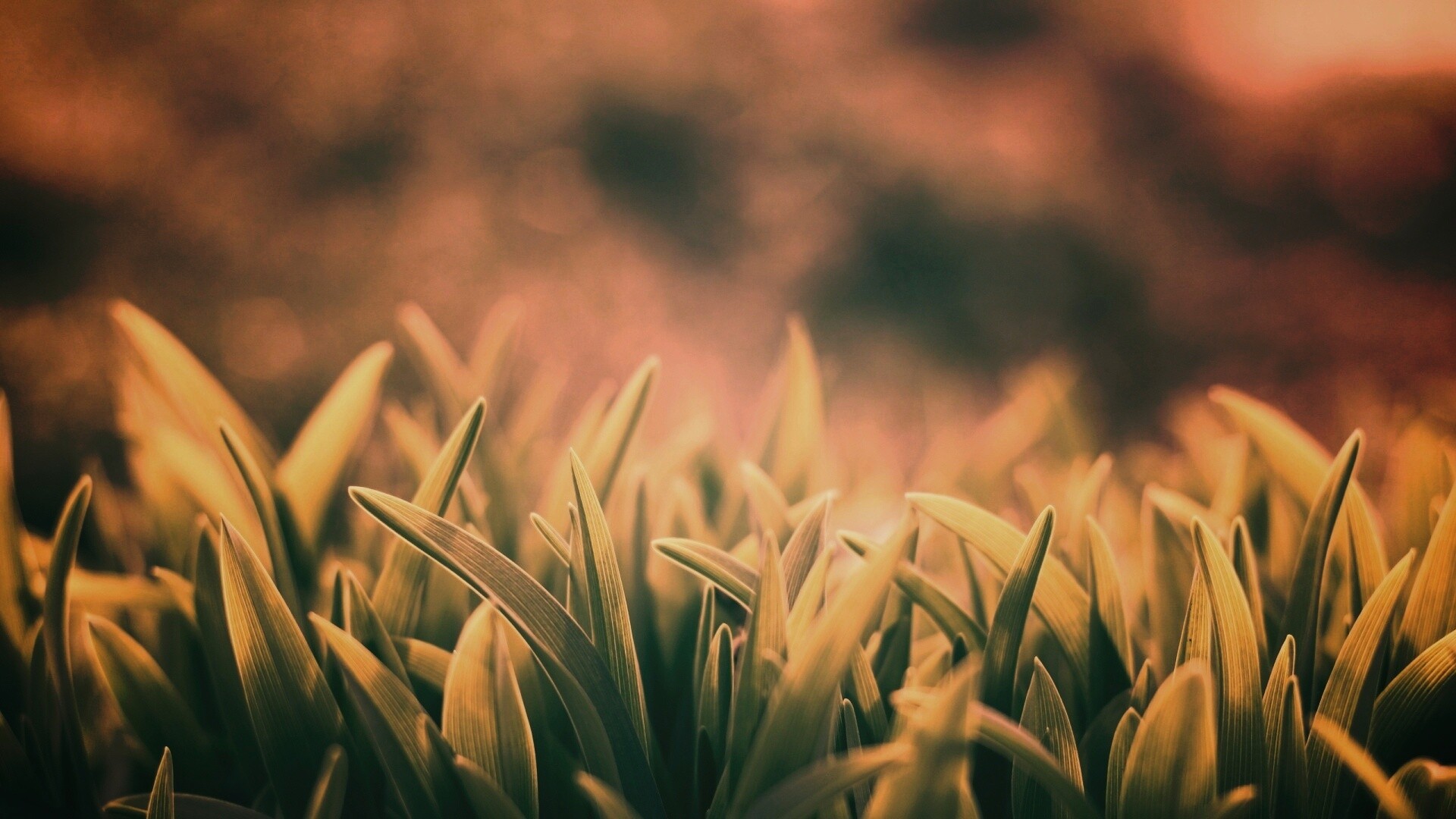 Сочная нежная трава обои