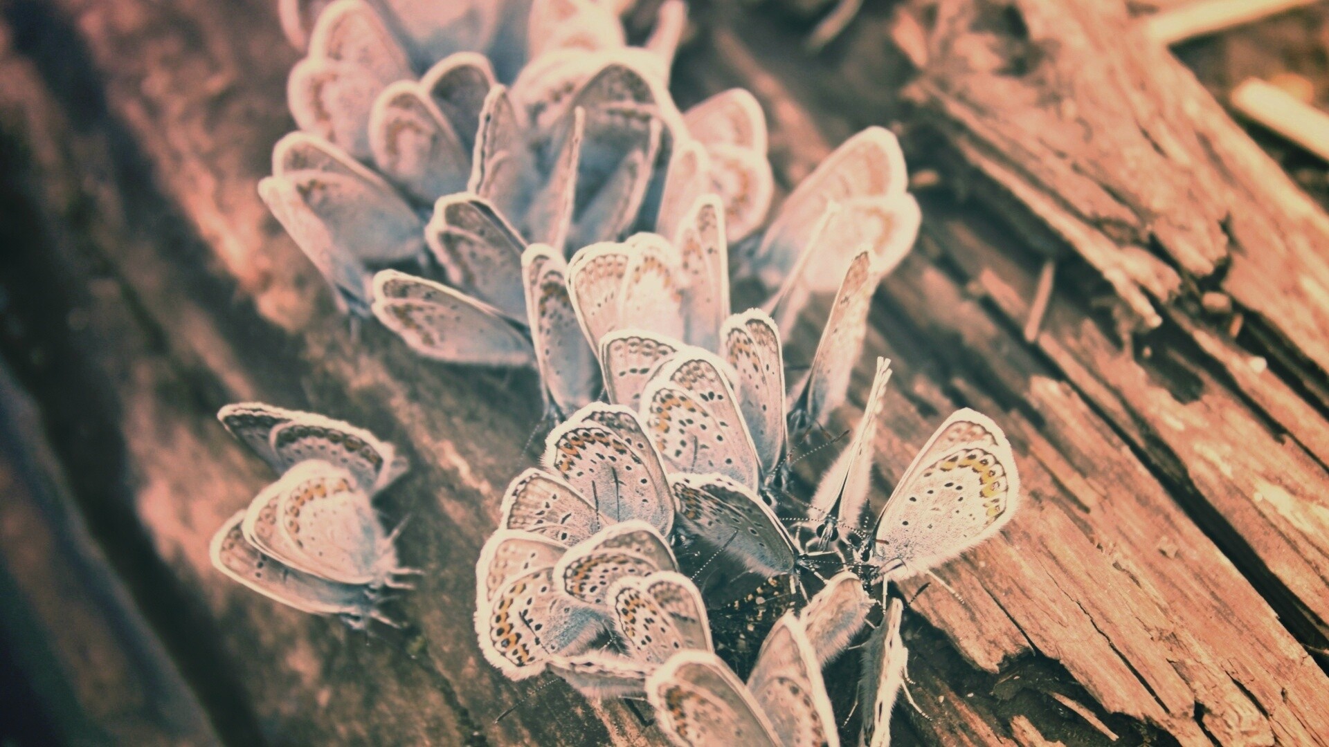 Голубые бабочки обои