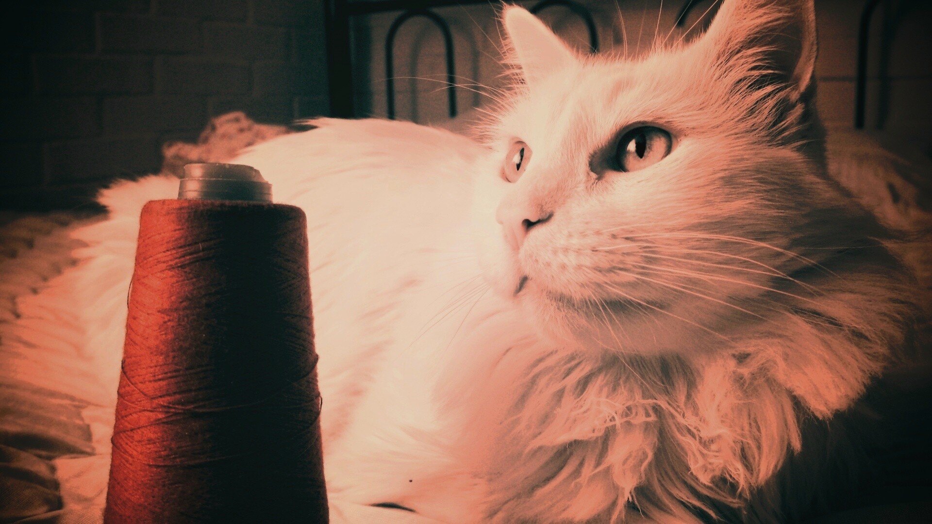 Белый кот с катушкой ниток обои