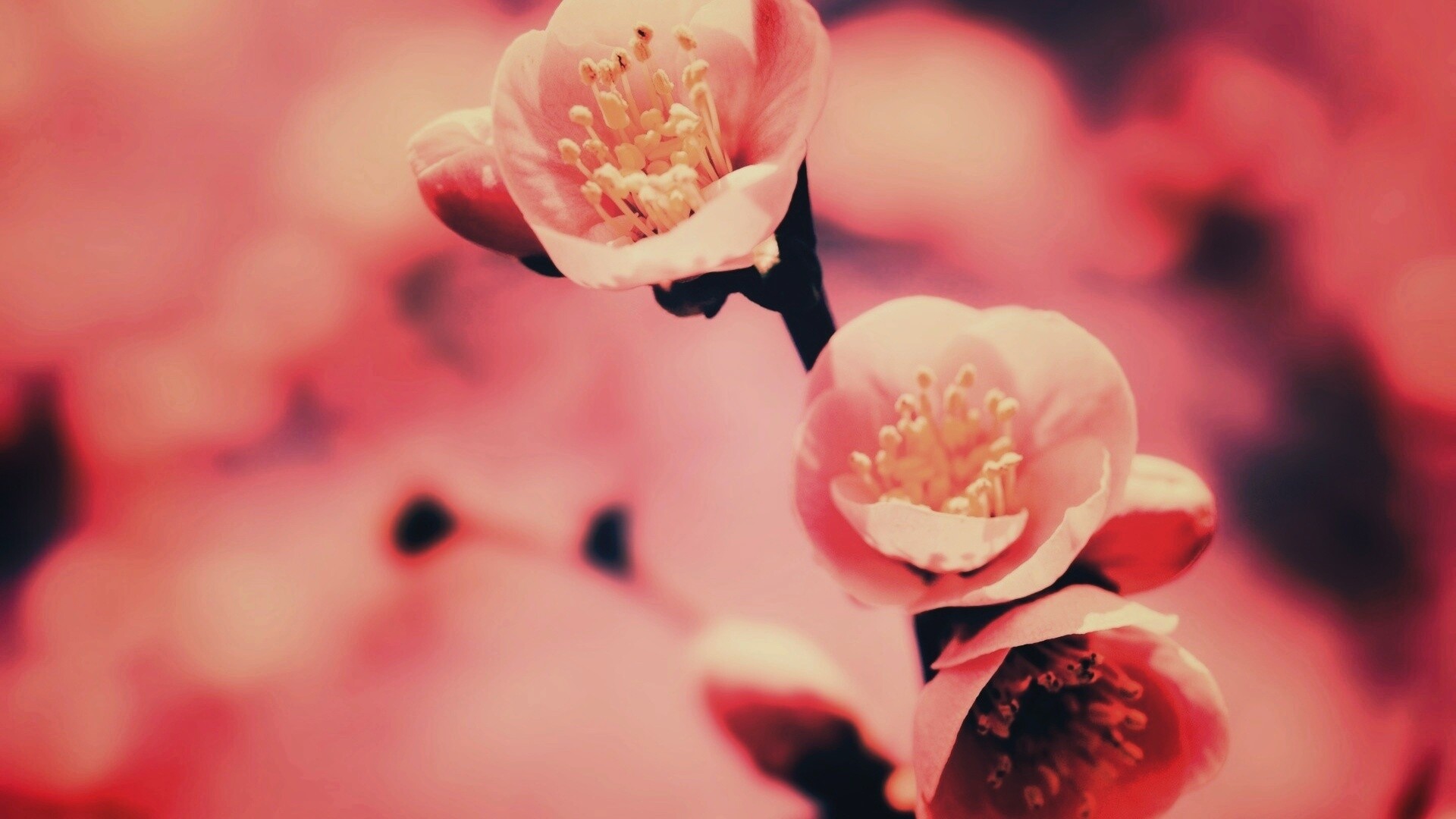 Великолепный цветок обои