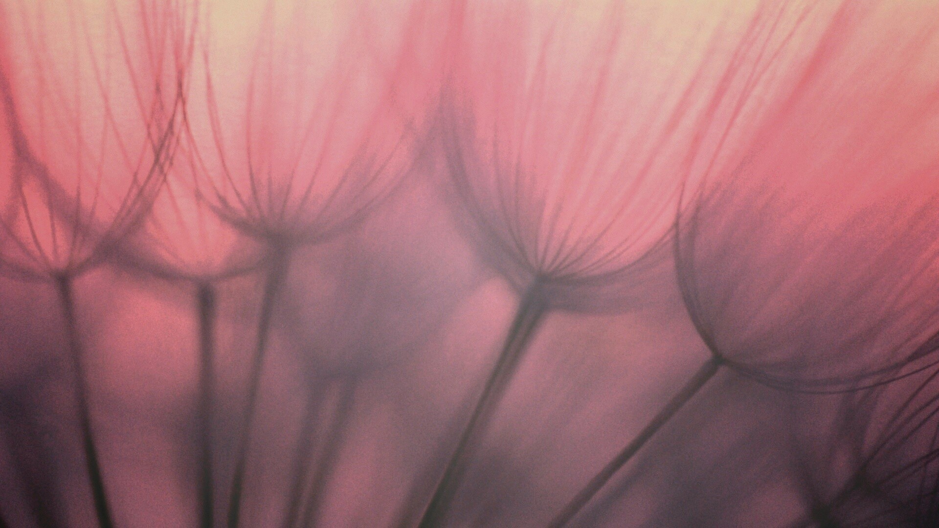 Рисунок одуванчика обои