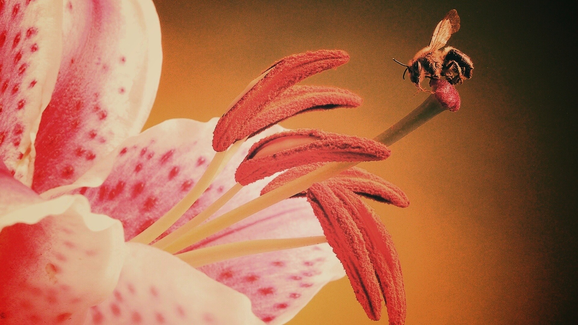 Трудолюбивая пчела на прекрасном цветке обои