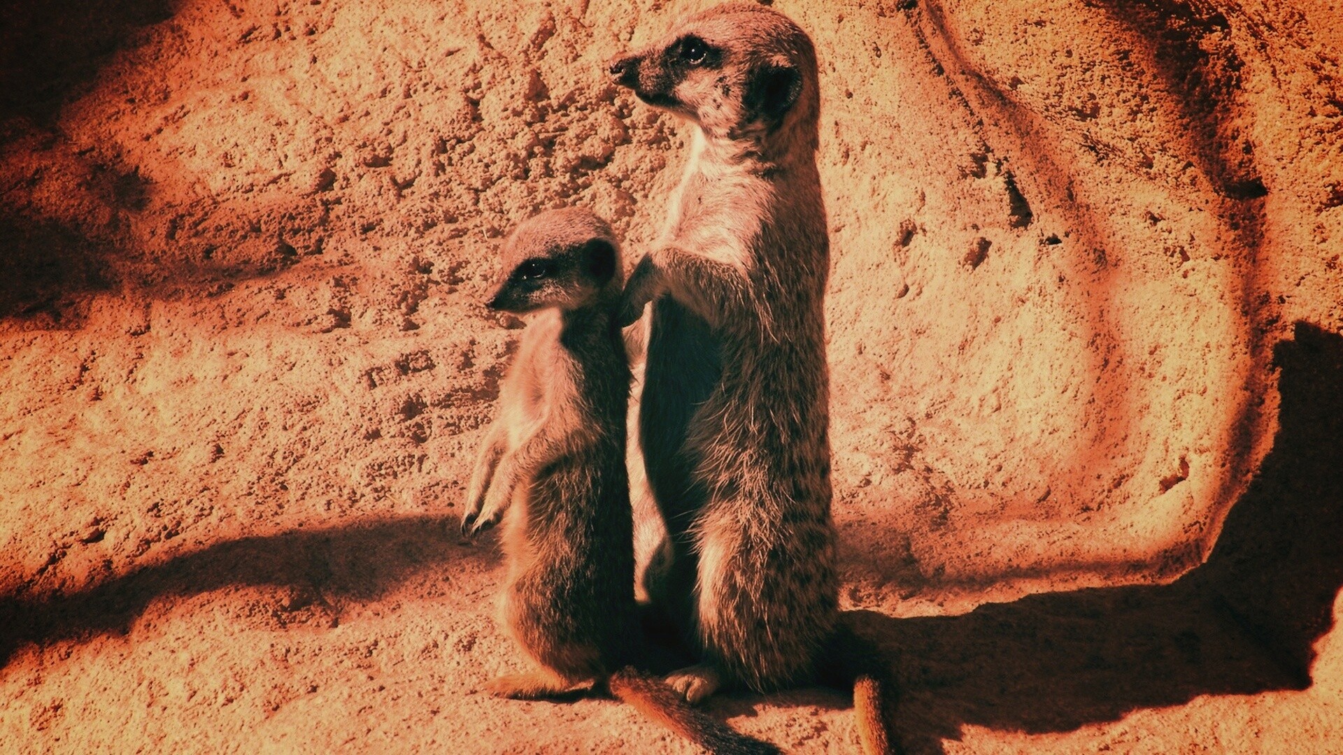 Сурикаты на страже отчизны обои