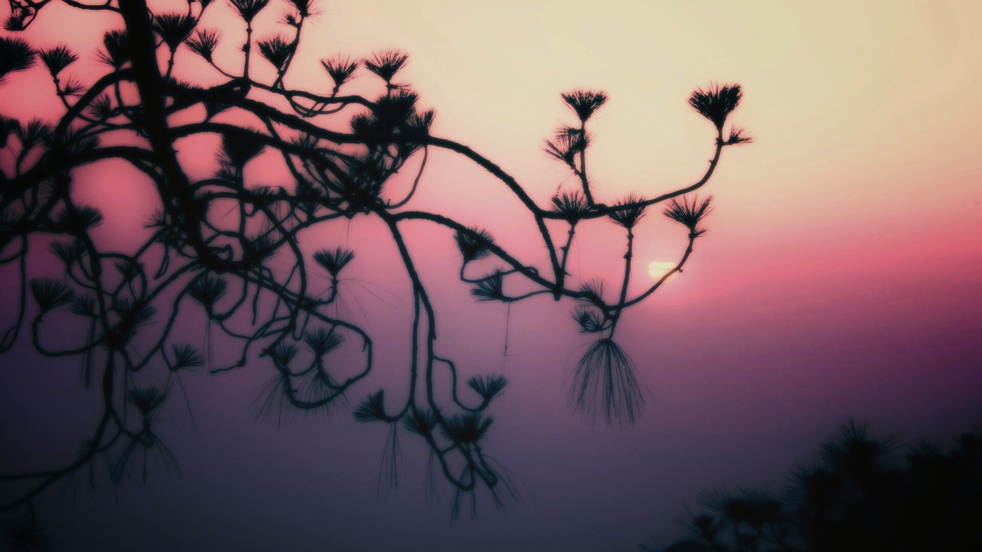 Ленкоранская акация на фоне синего заката обои