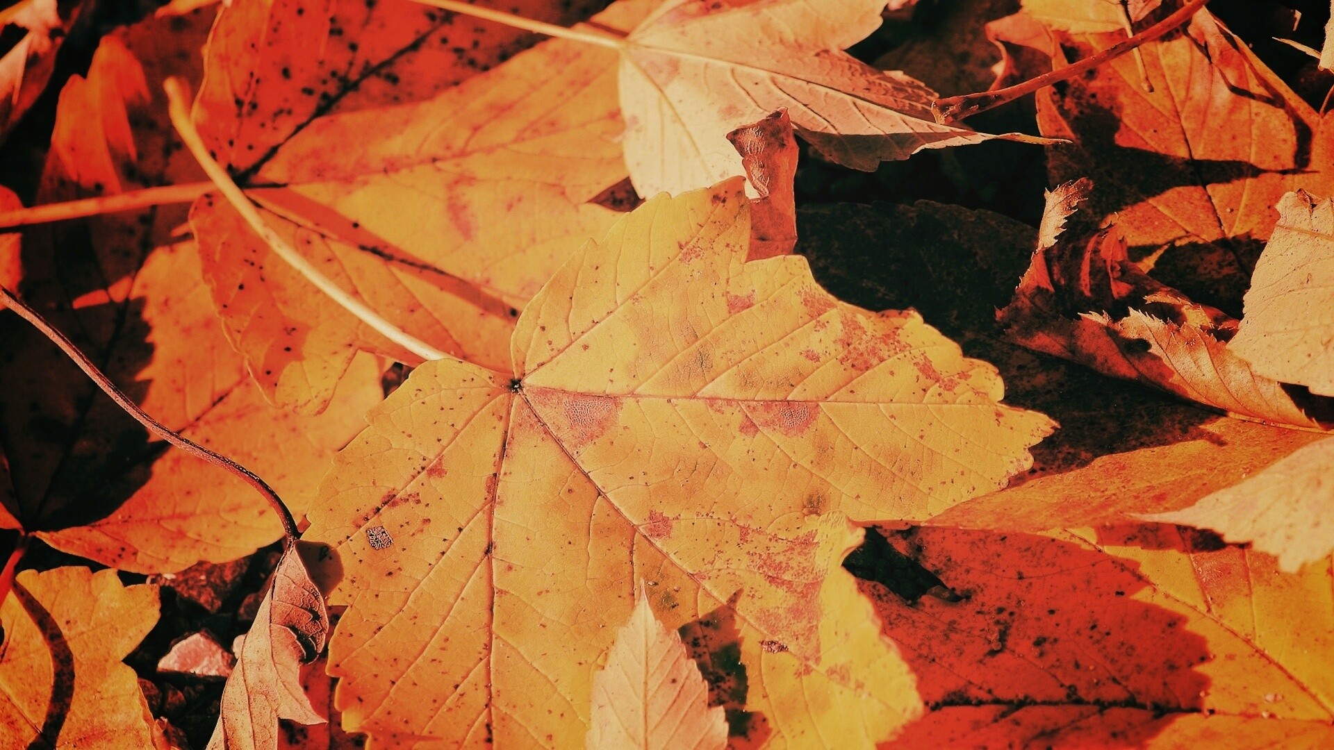 Осенние листья обои