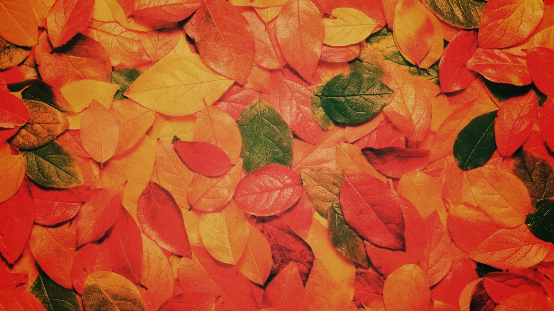 Цветной ковёр из листьев обои