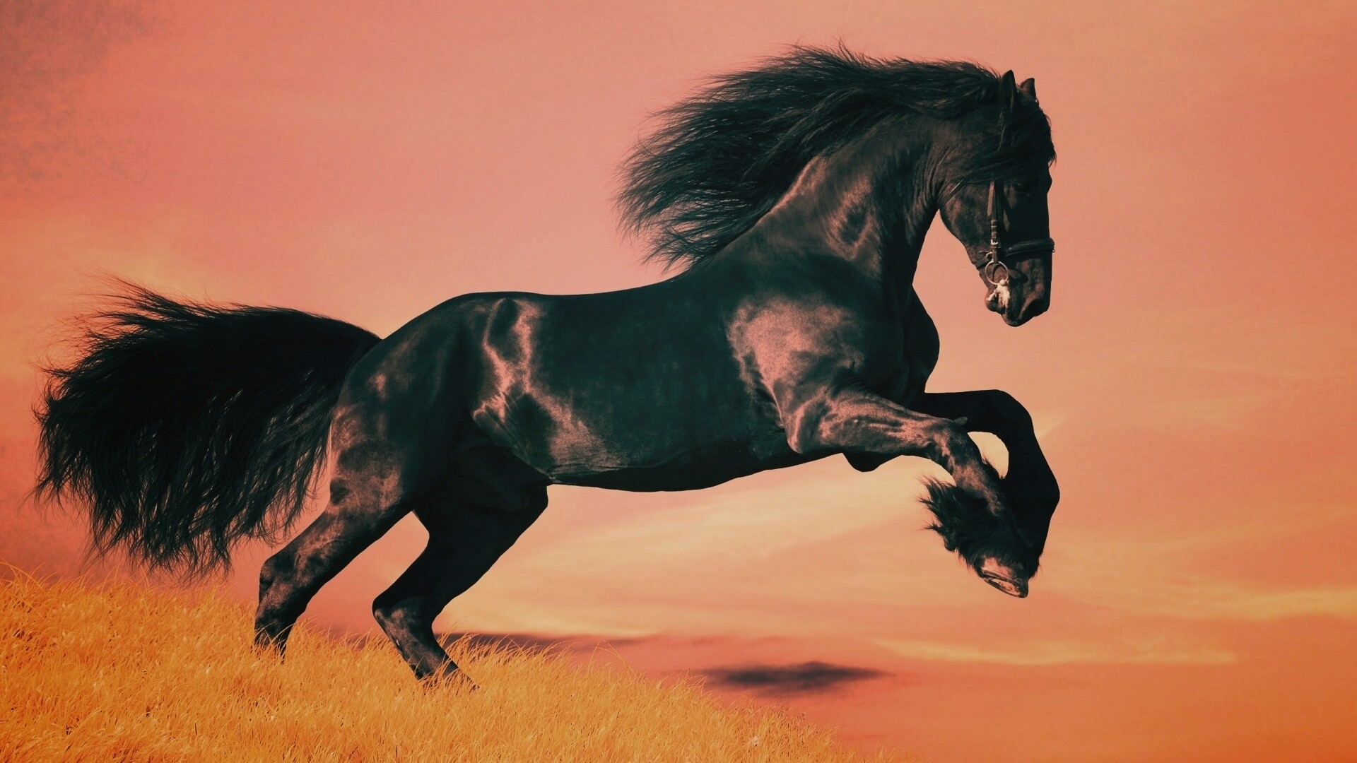 Черный мустанг обои