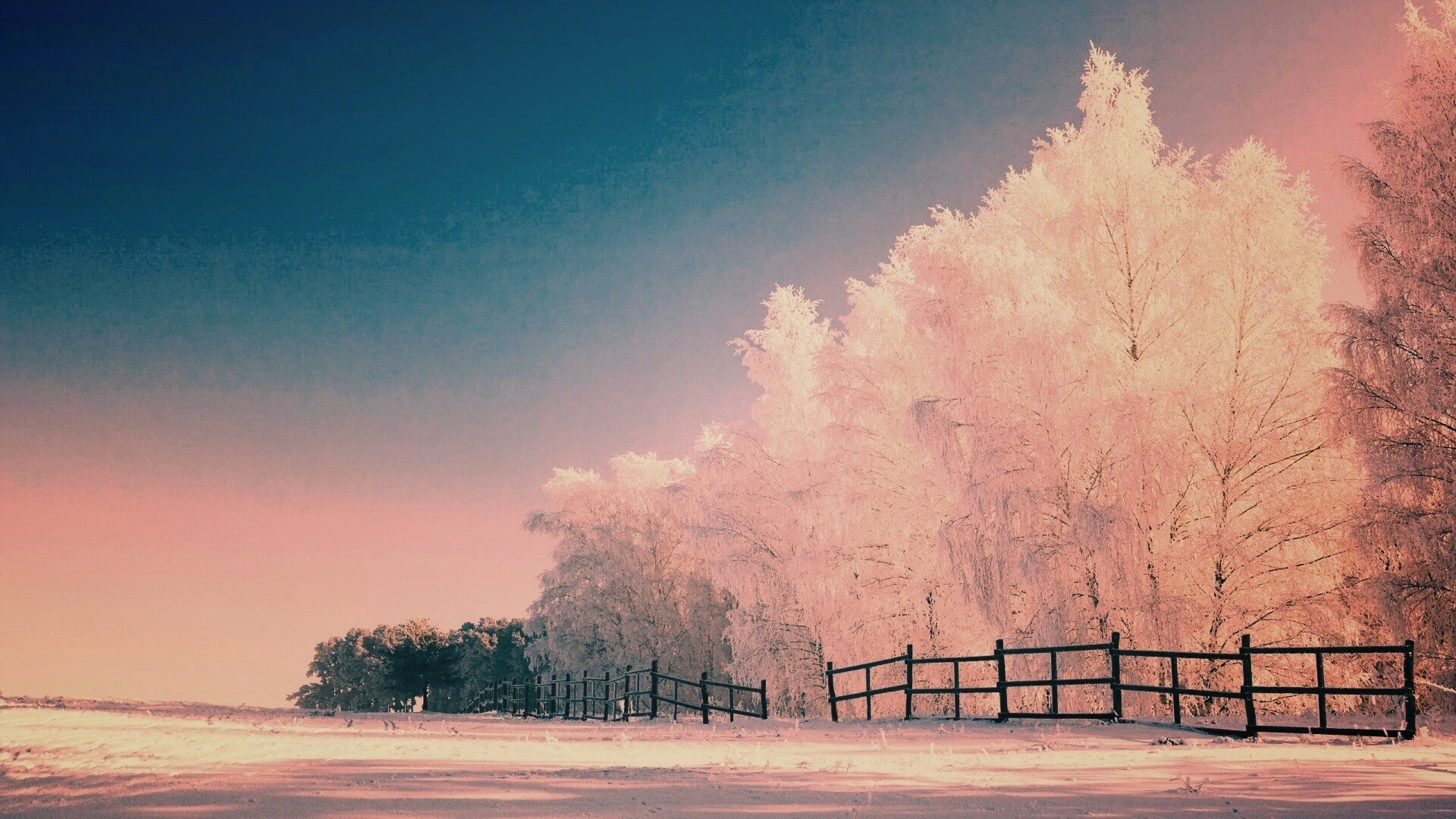 Зимний лес обои