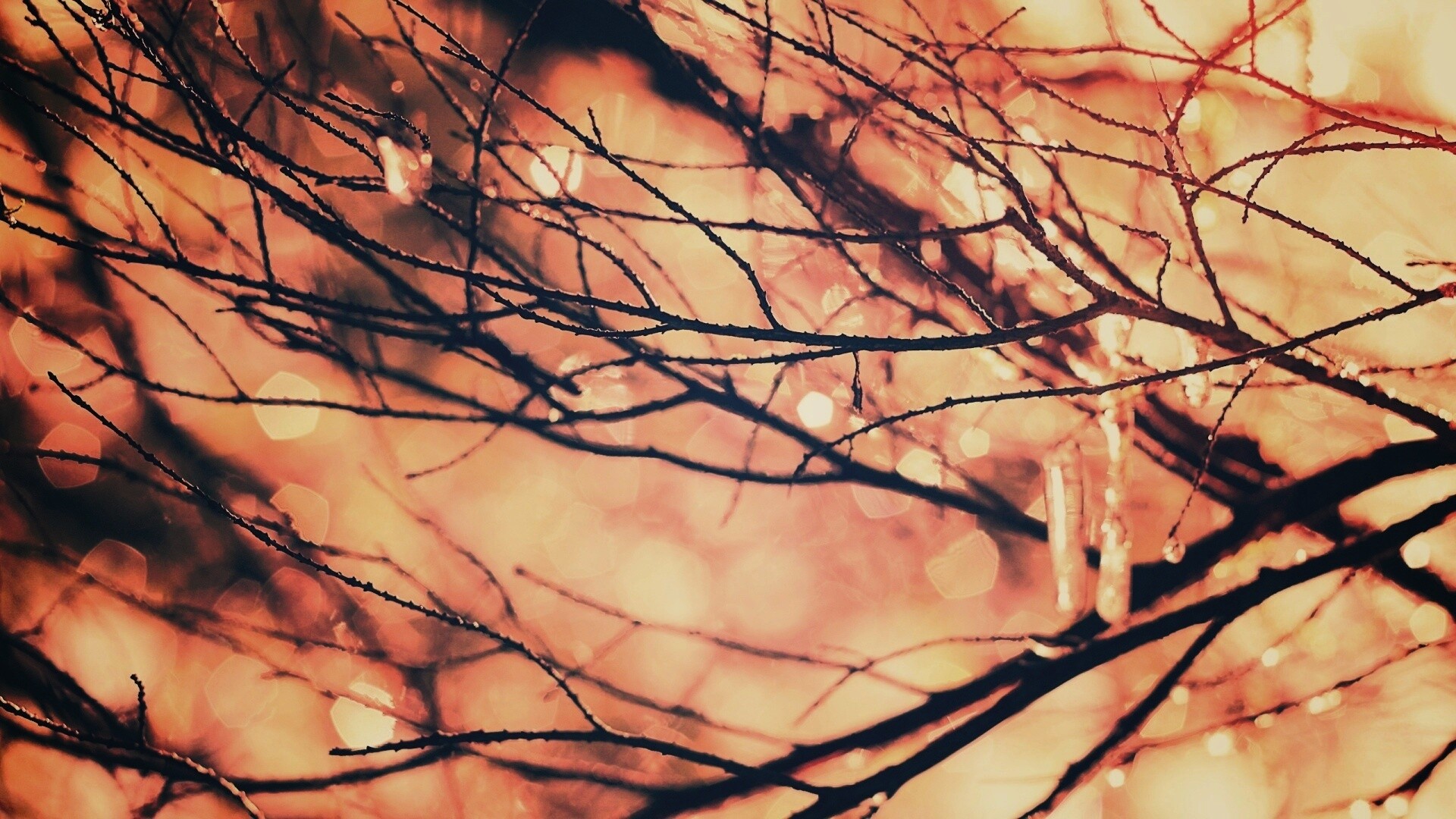 Мокрые ветви дерева обои