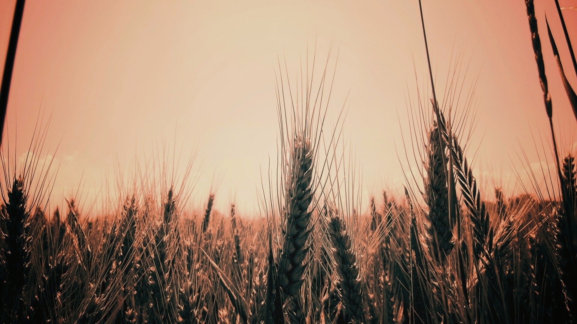 Колосья в поле обои