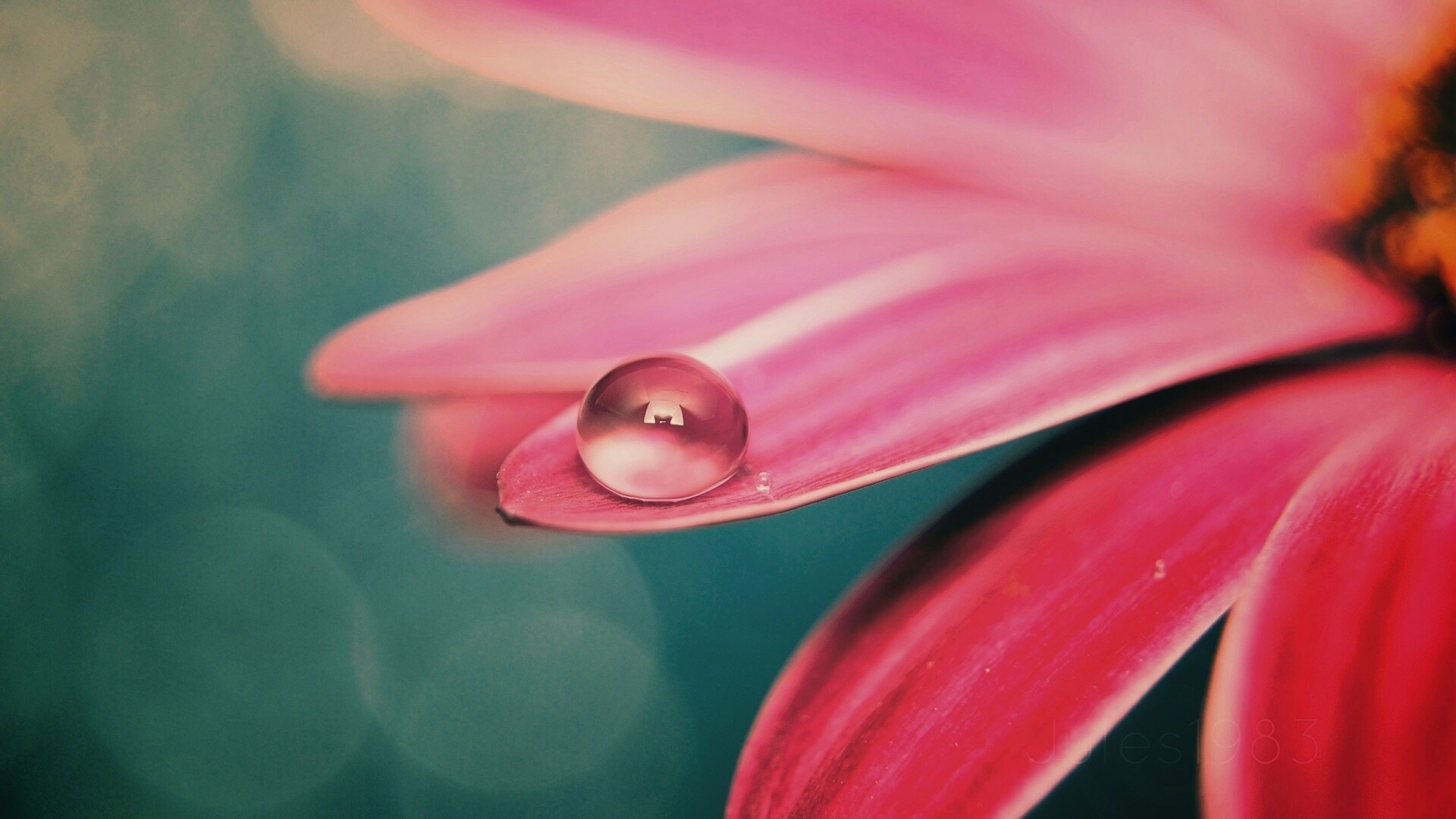 Капля на лепестке обои