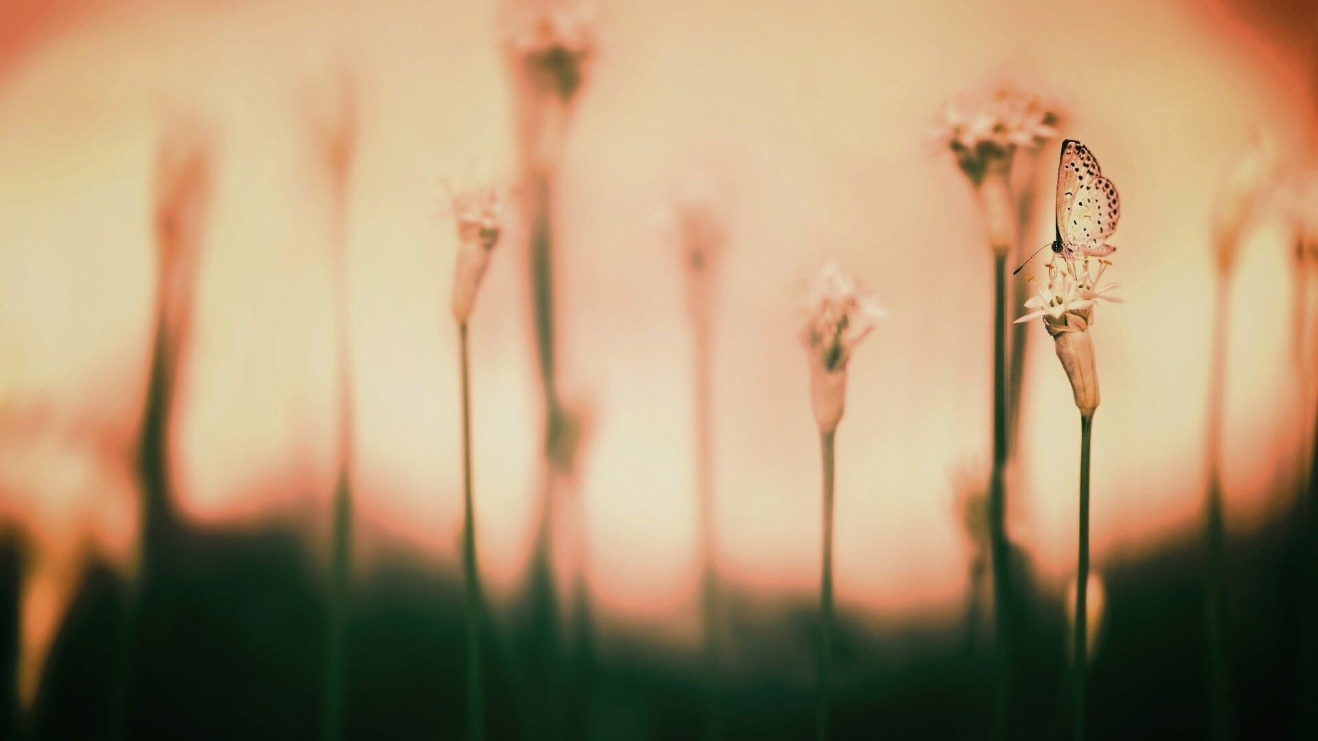 Бабочка на цветке обои