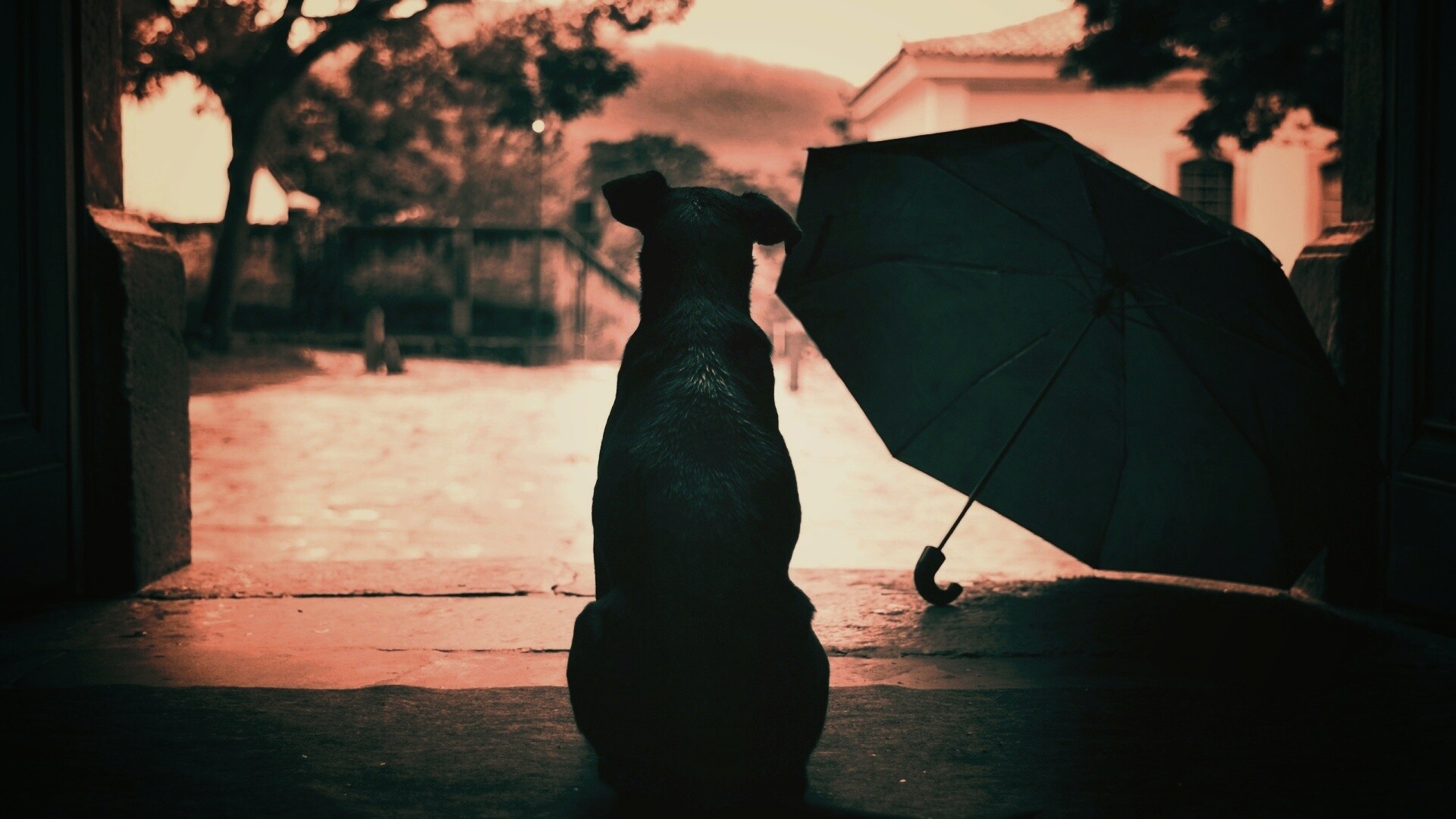 Собака и зонтик обои