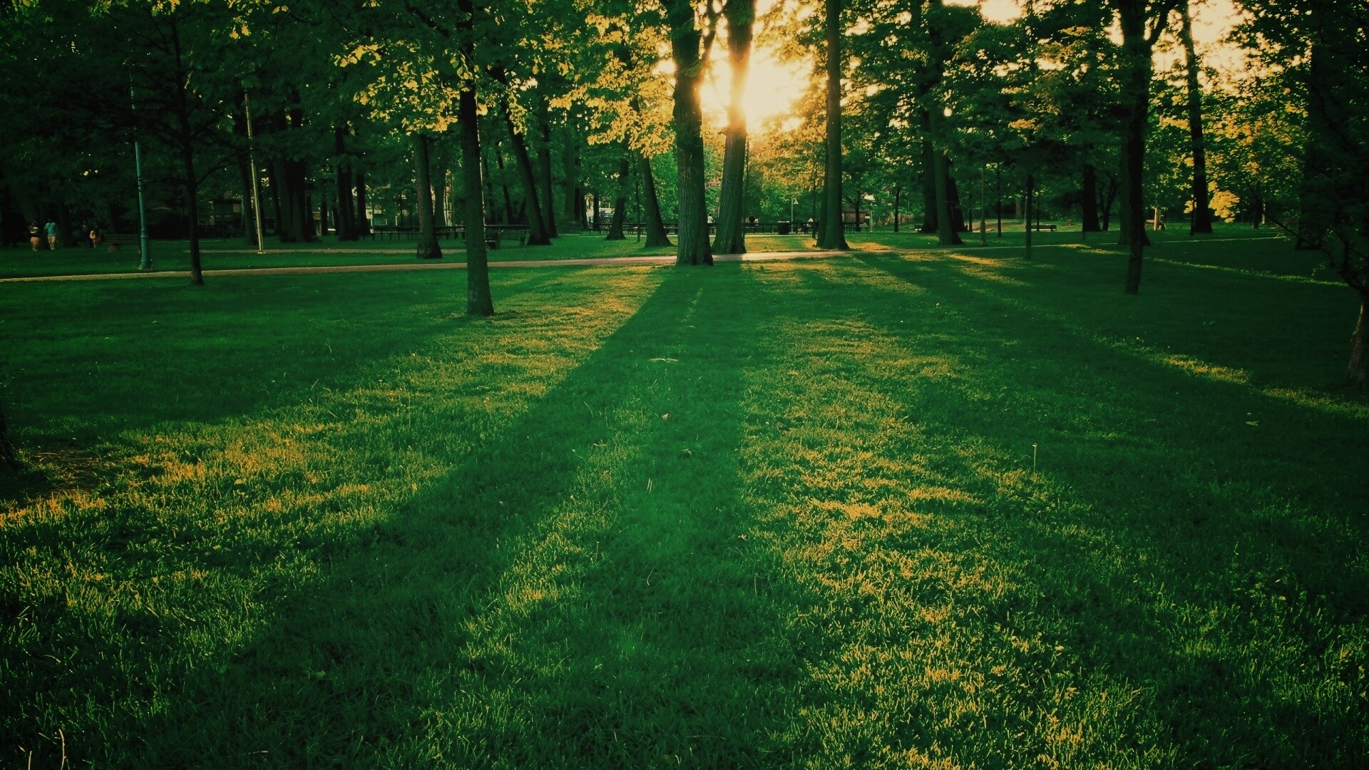 Лучи солнца сквозь листву деревьев обои