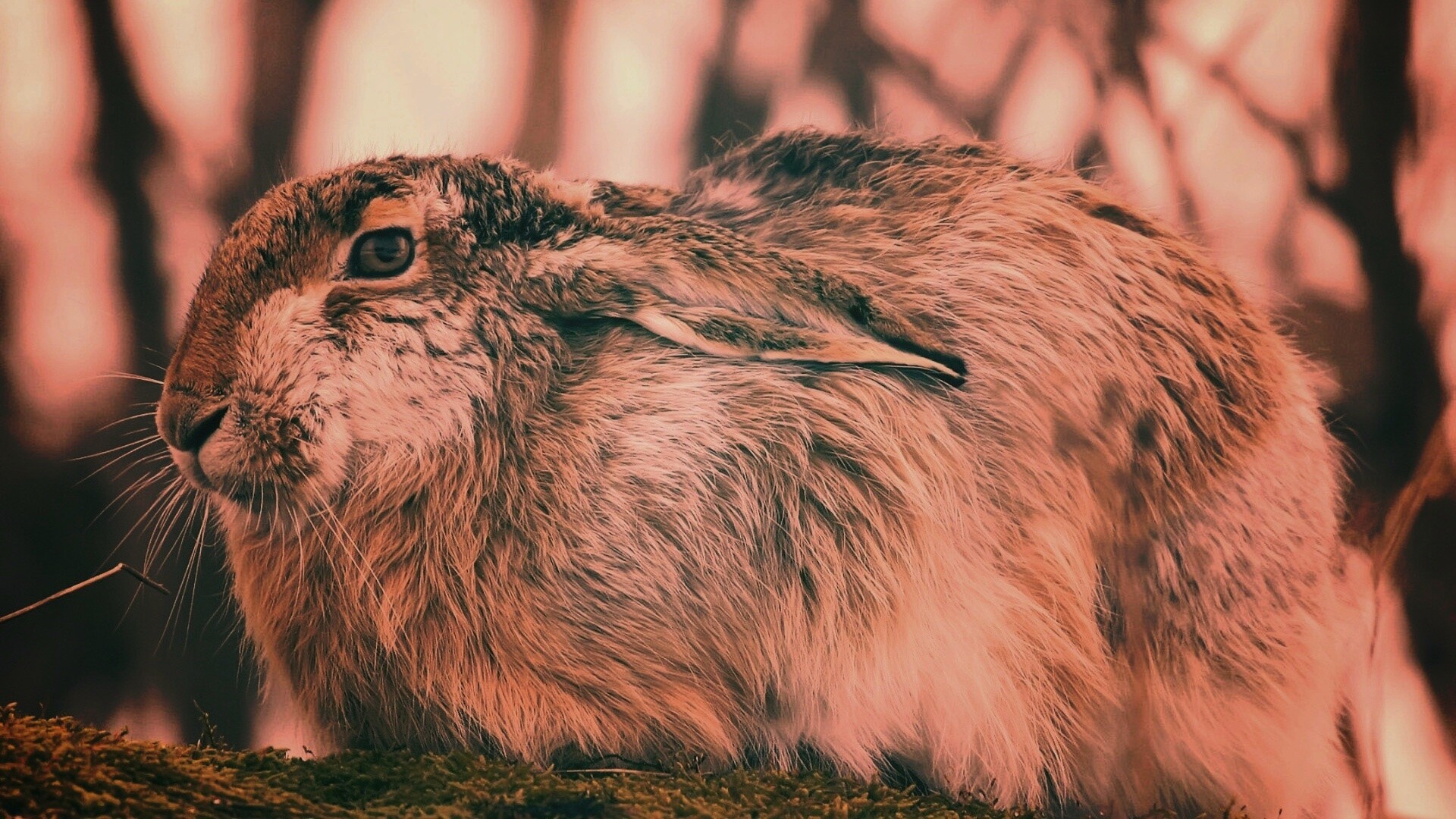 Нахохлившийся заяц-русак обои