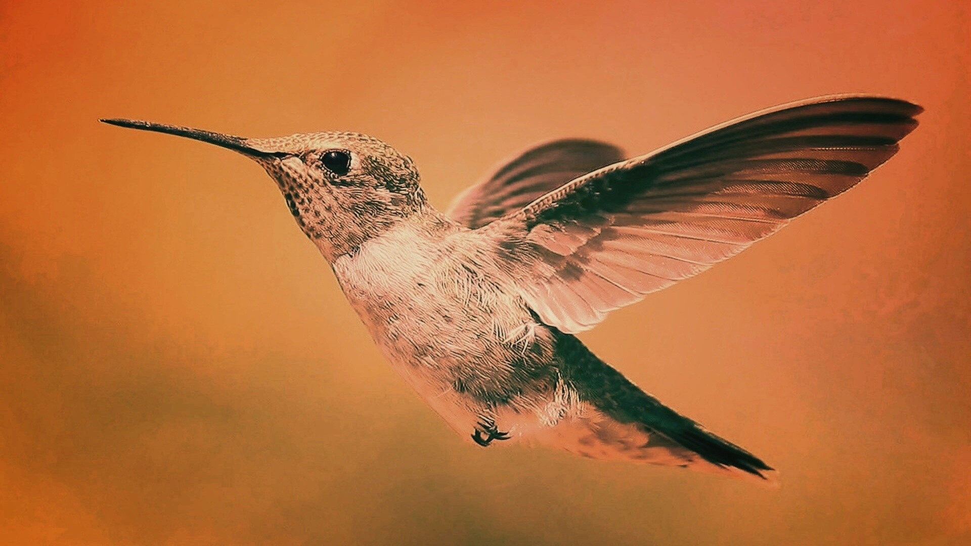 Колибри в полёте обои