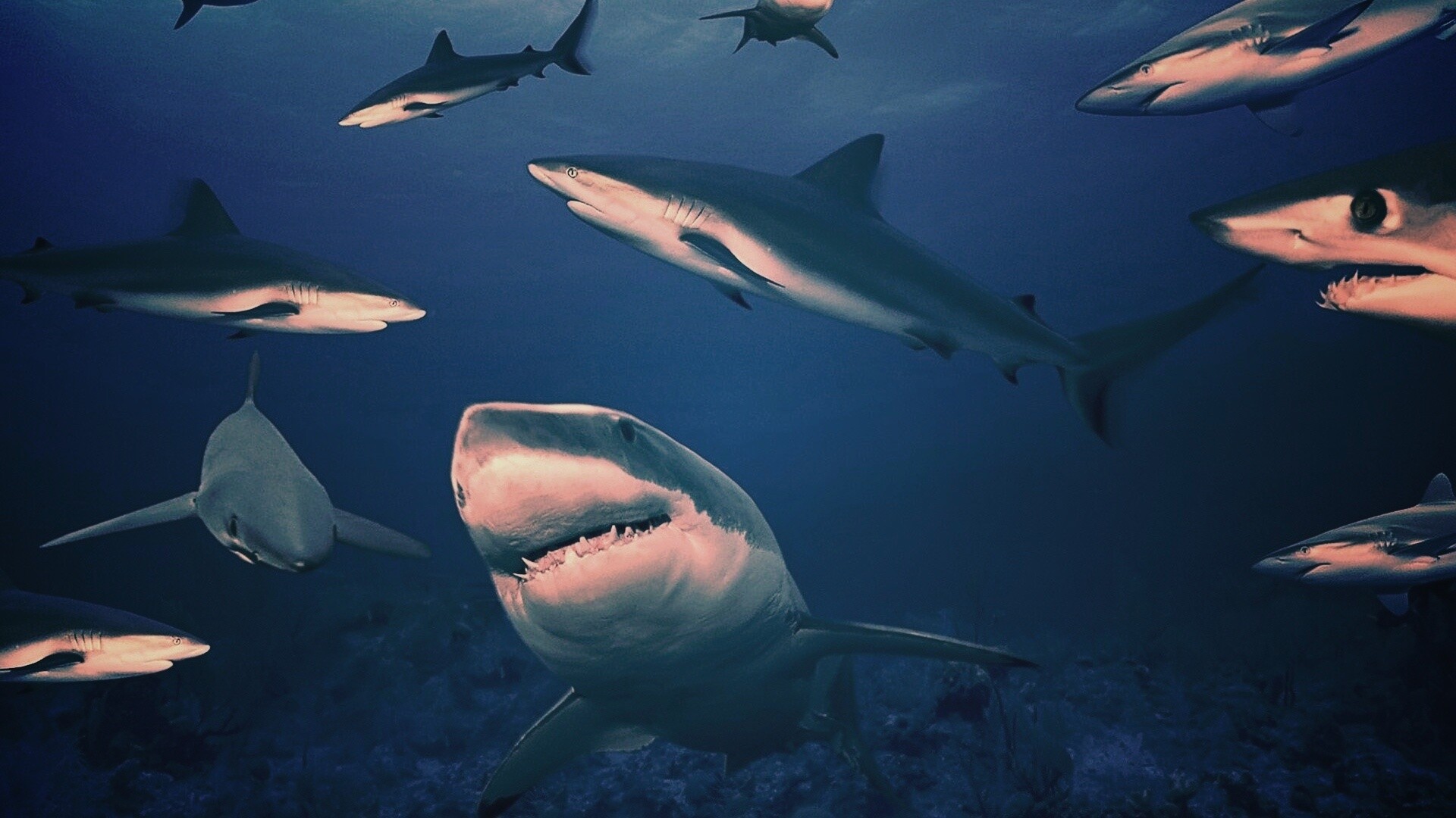 Стая акул обои