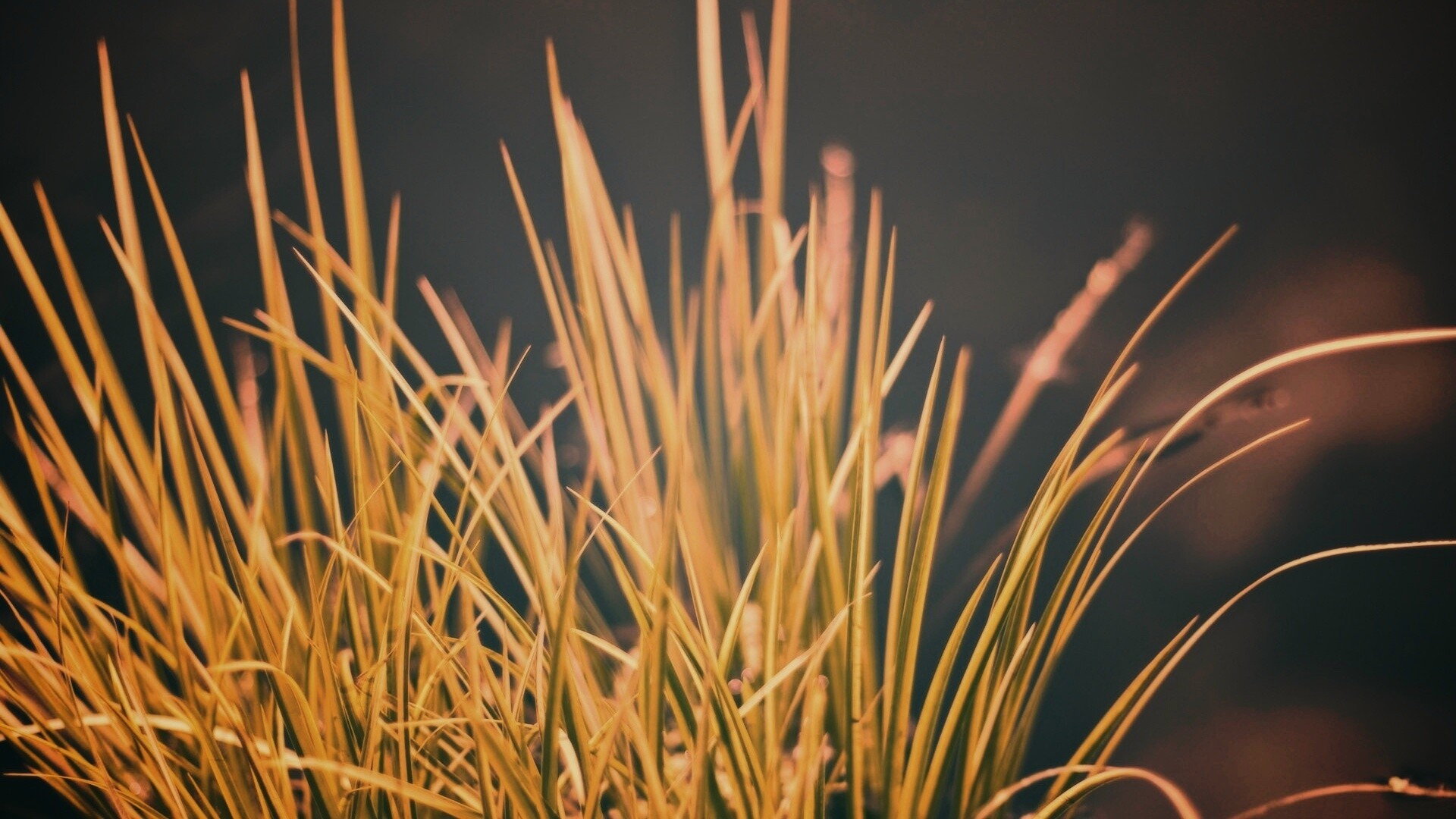 Пучок травы обои