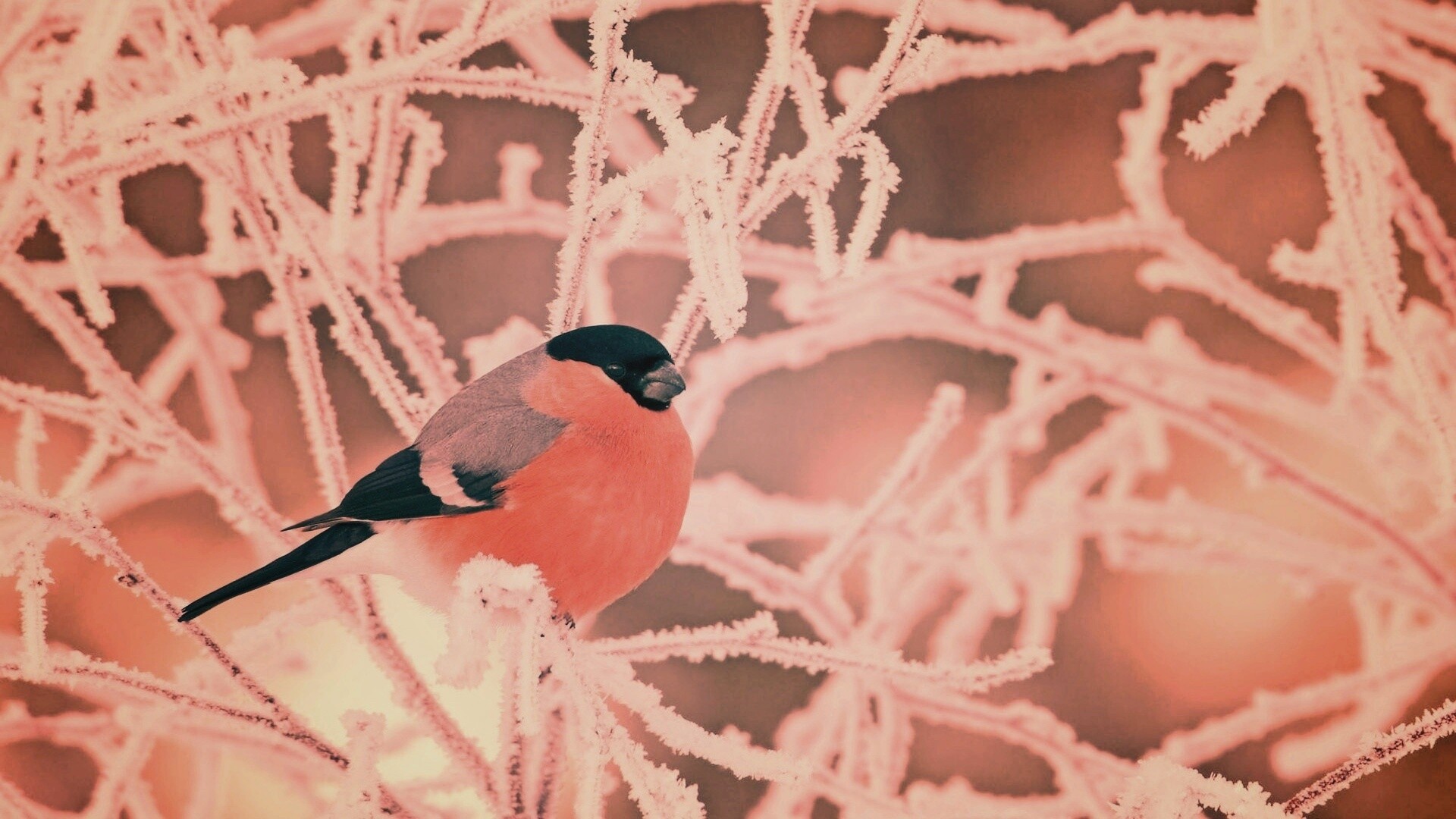 Снегирь на ветке обои