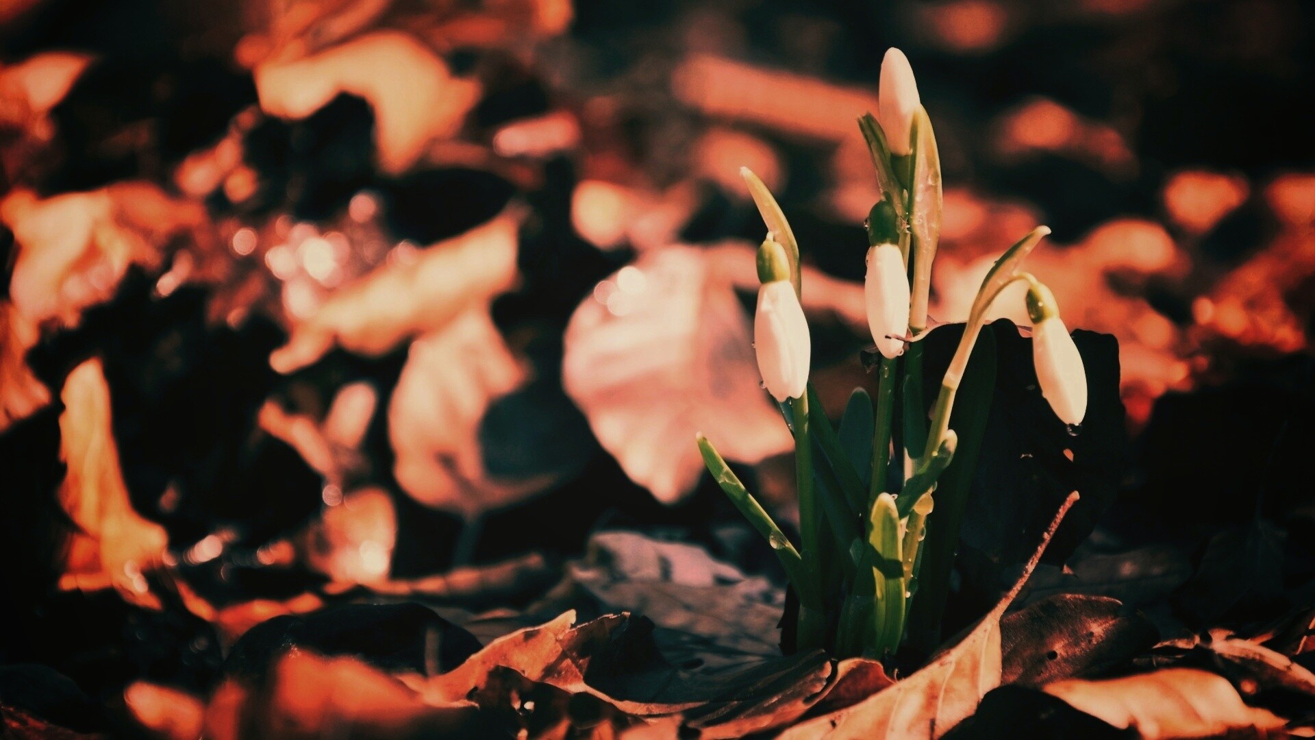 Первые весенние цветы обои