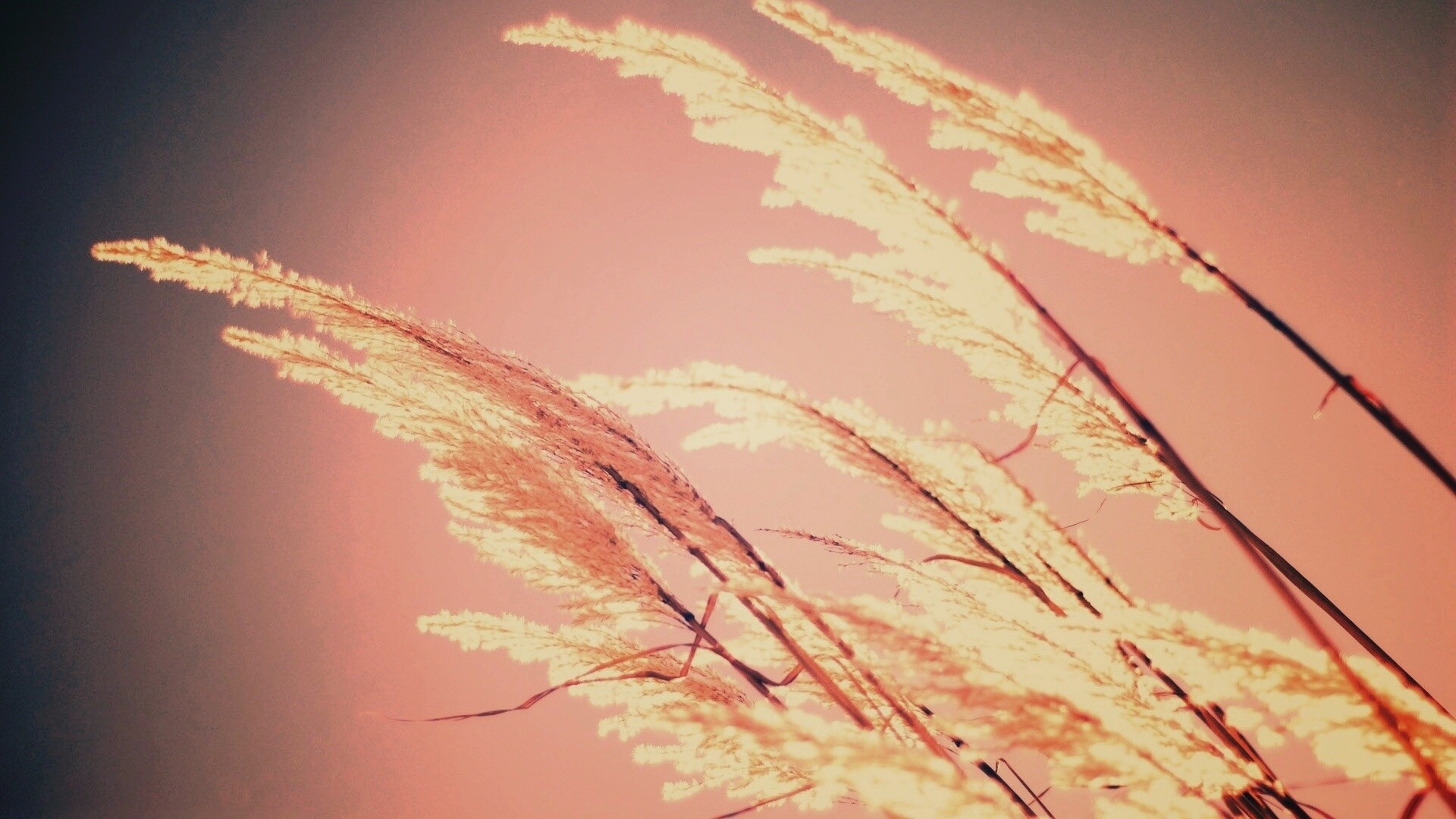 Солнце играет на степном ковыле обои