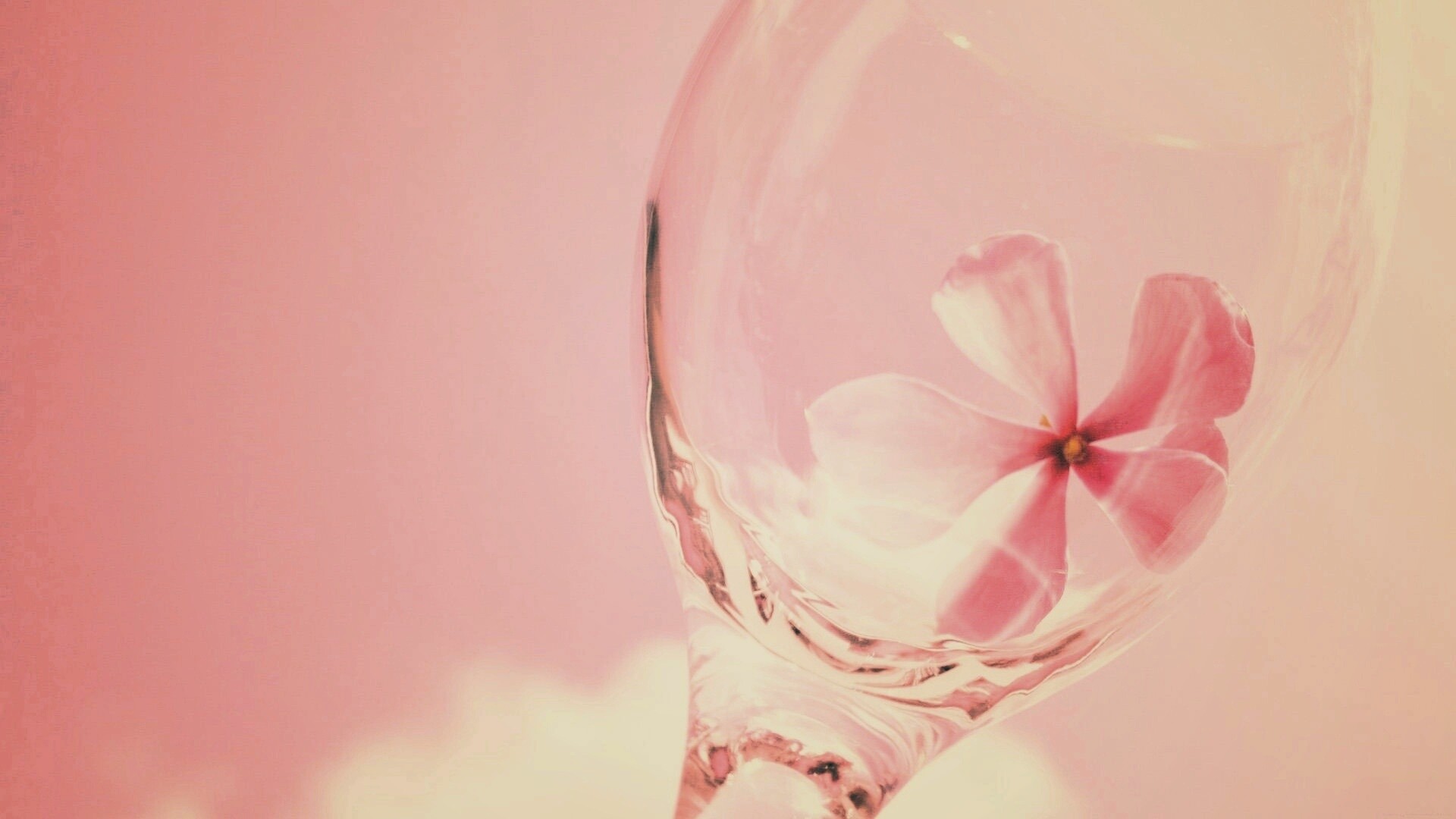 Нежный цветок в бокале на фоне голубого неба обои