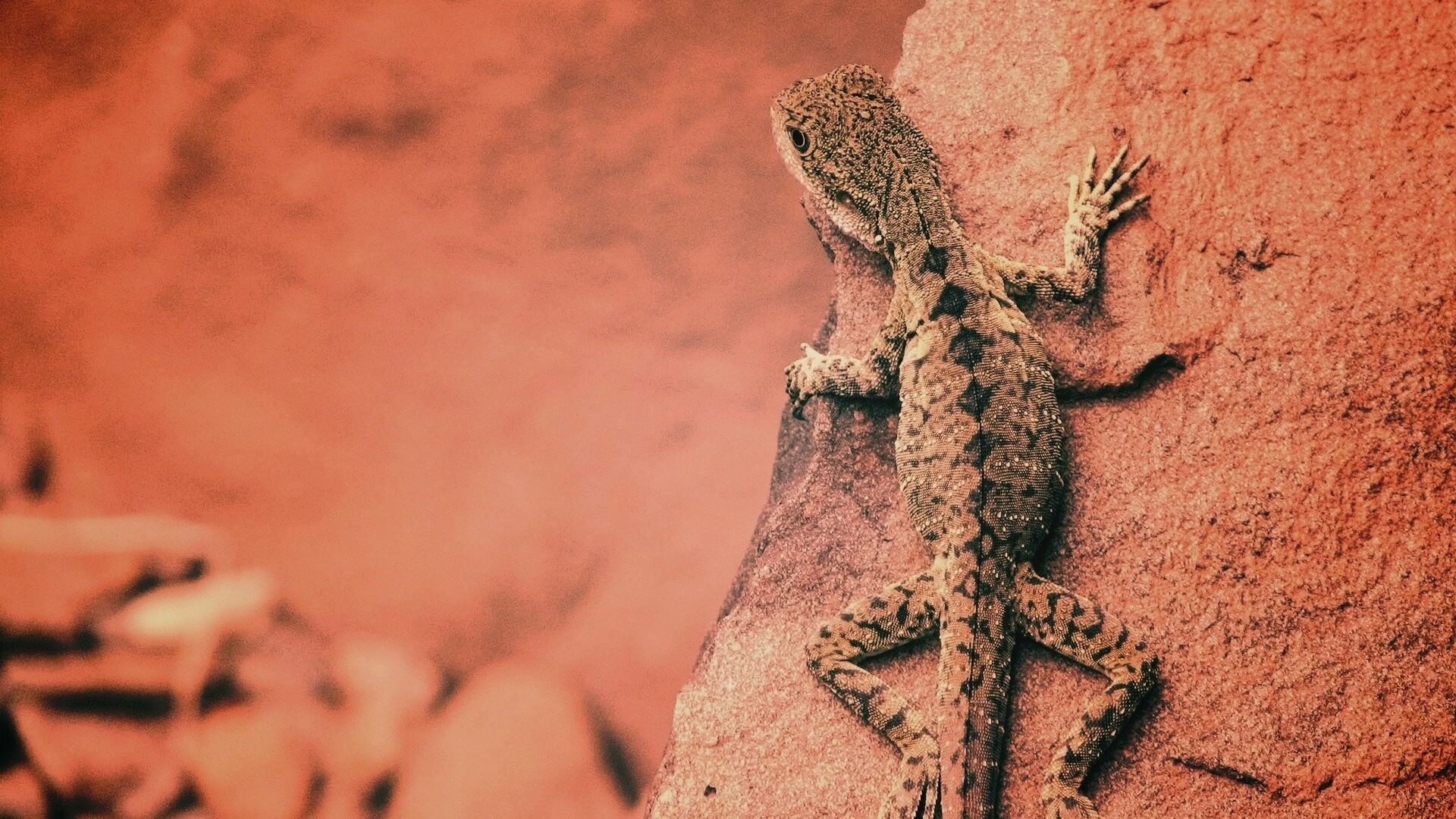 Ящерица на камне обои