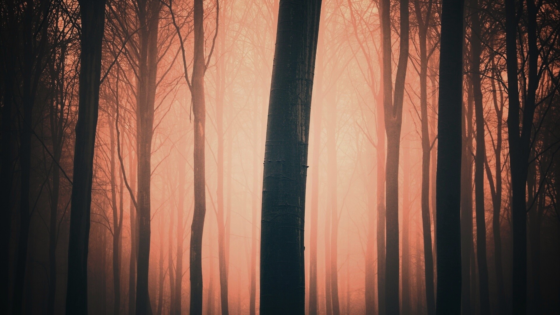 Туман в лесу обои