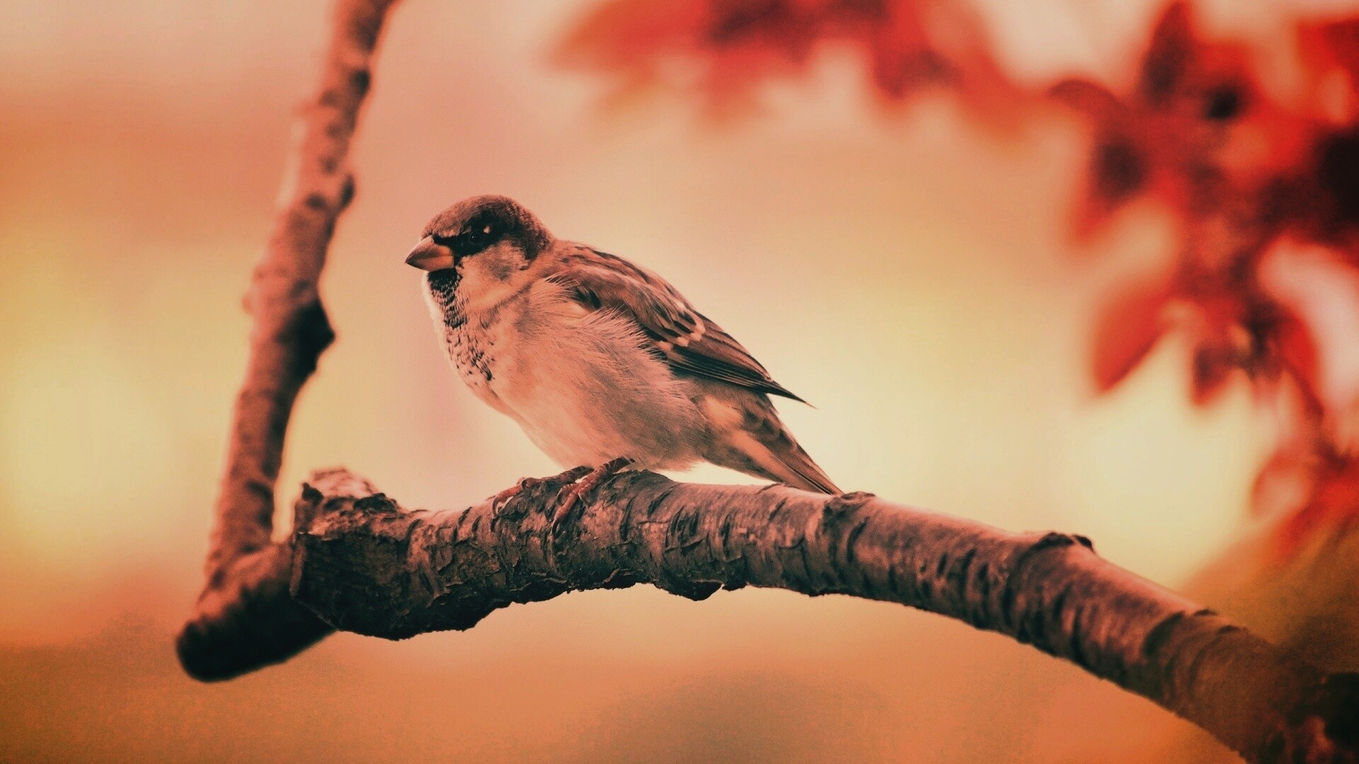 Птичка на ветке обои