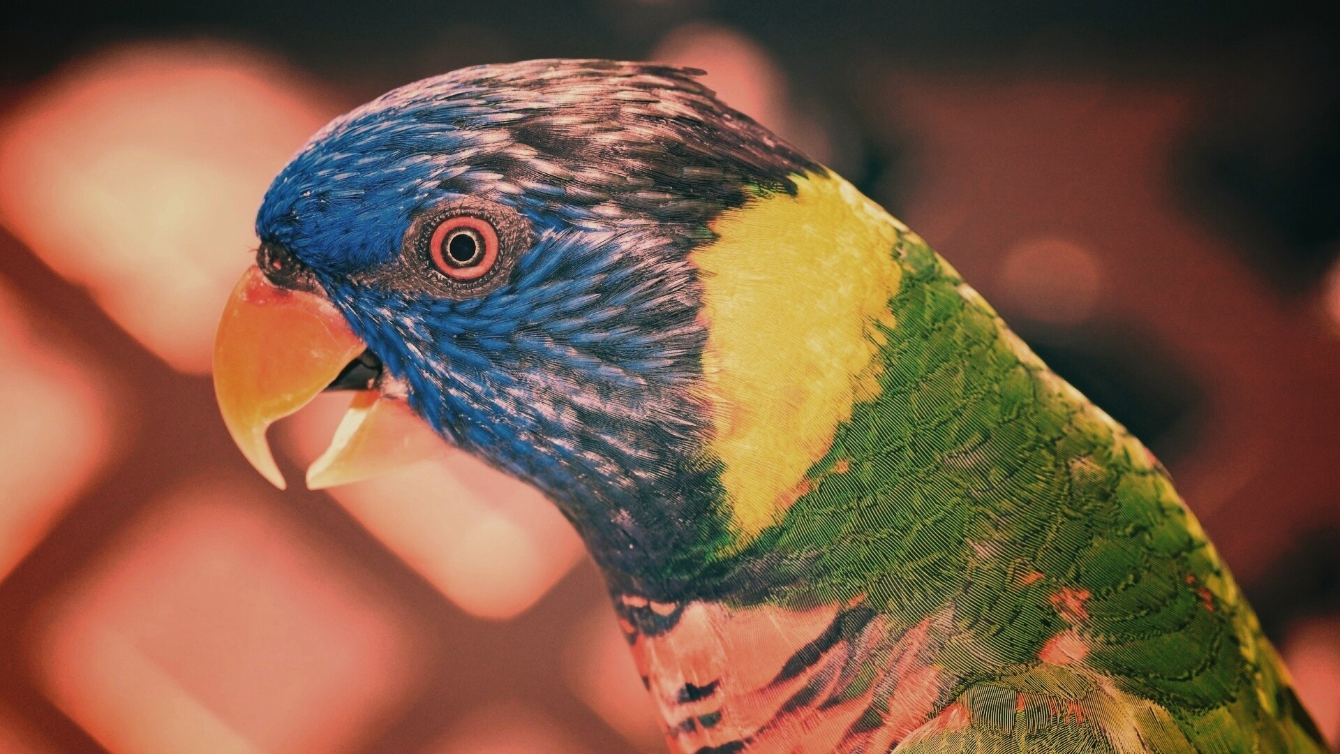 Красноглазйы попугай обои