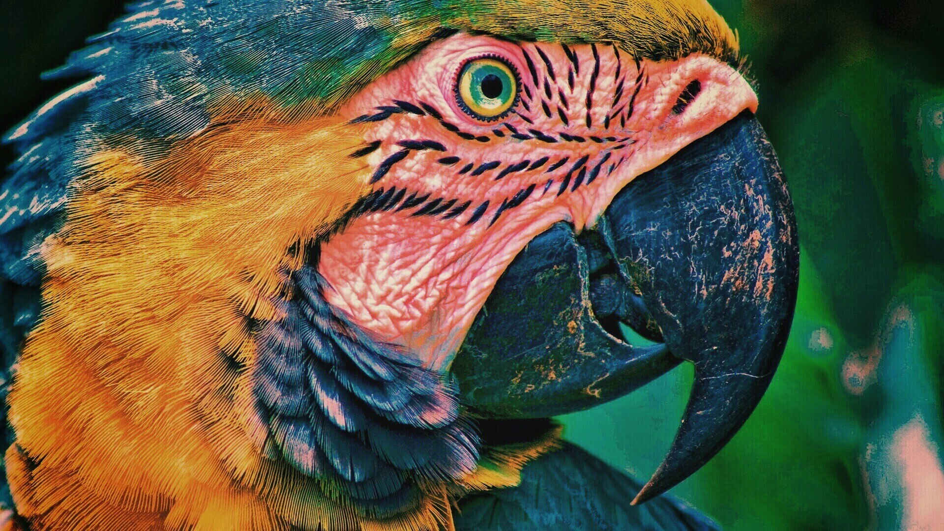 Попугай обои