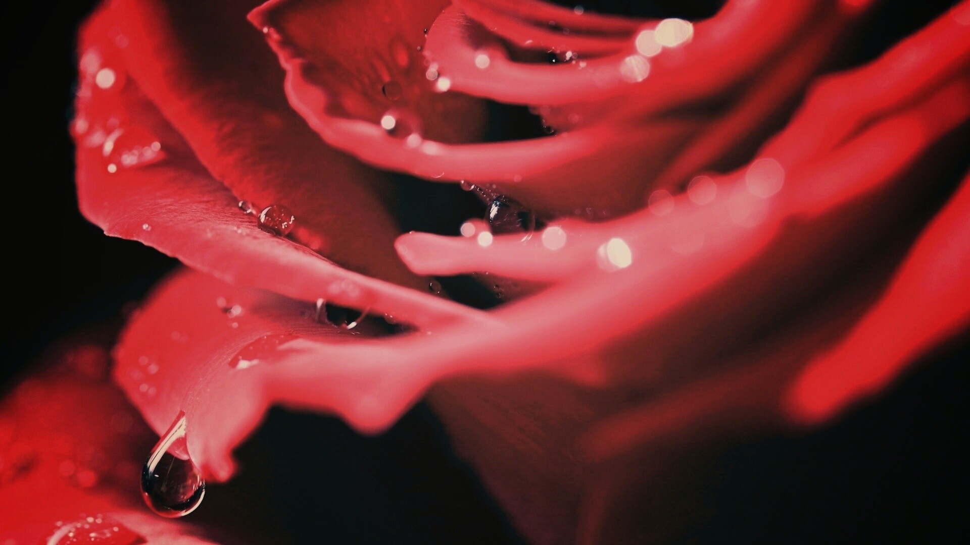 Капли на лепестках розы обои