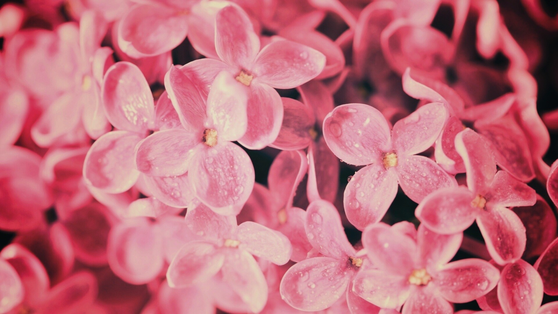 Цветы сирени обои