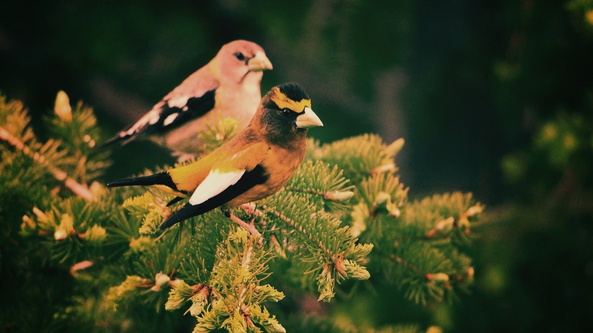 Птички с зелёными клювами обои
