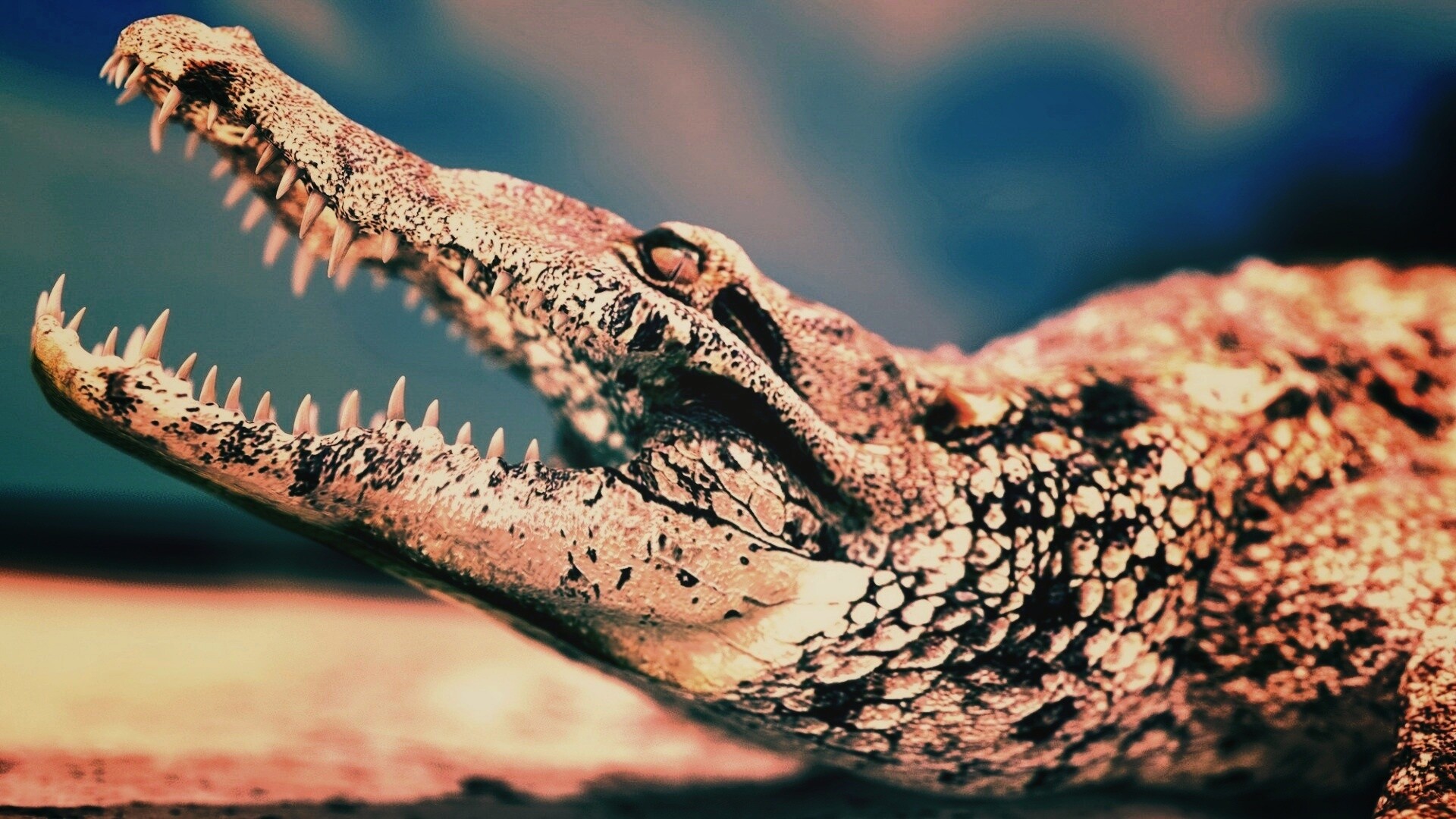 Крокодил разинул пасть обои