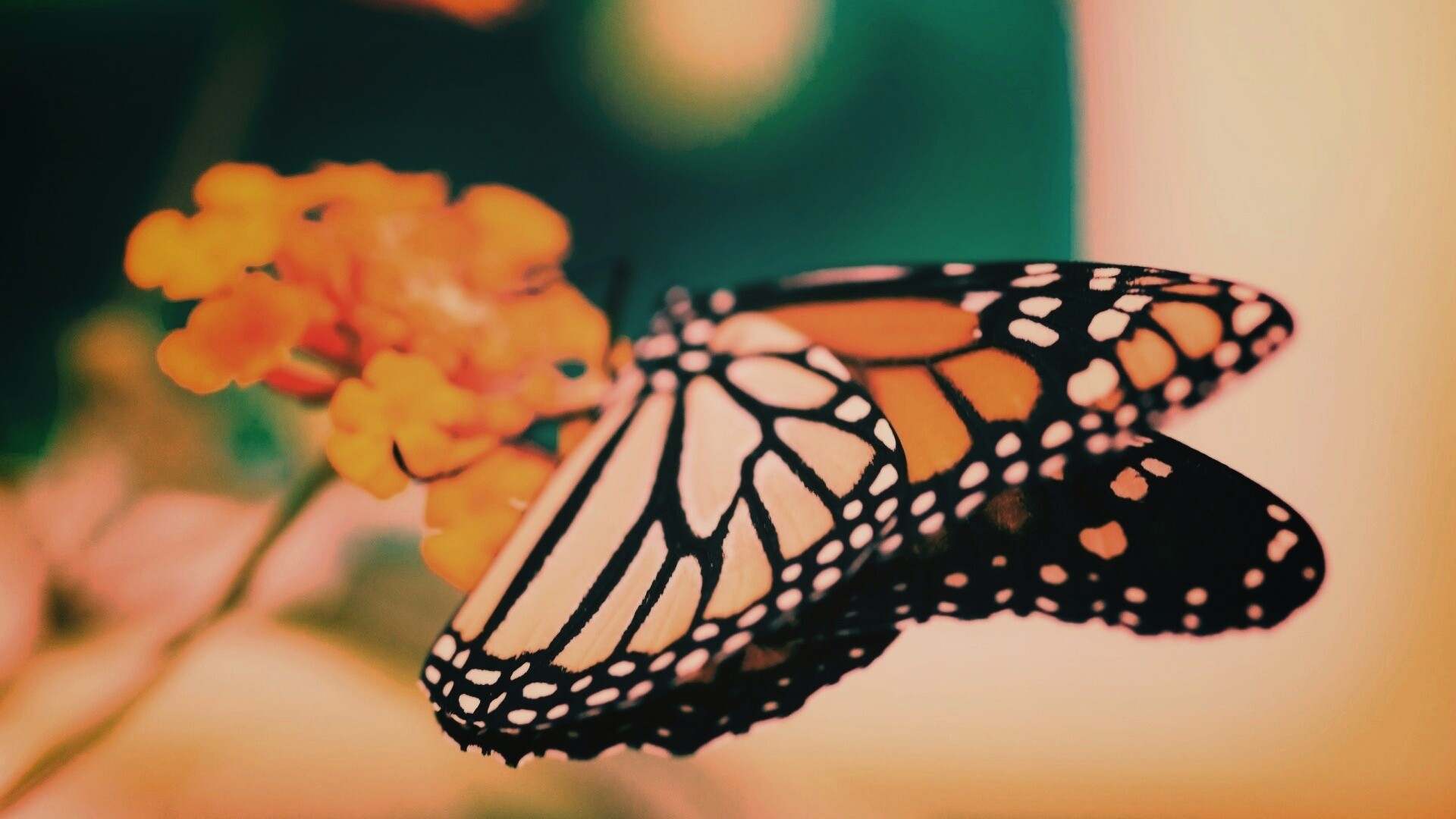 Бабочка на цветке в макро обои