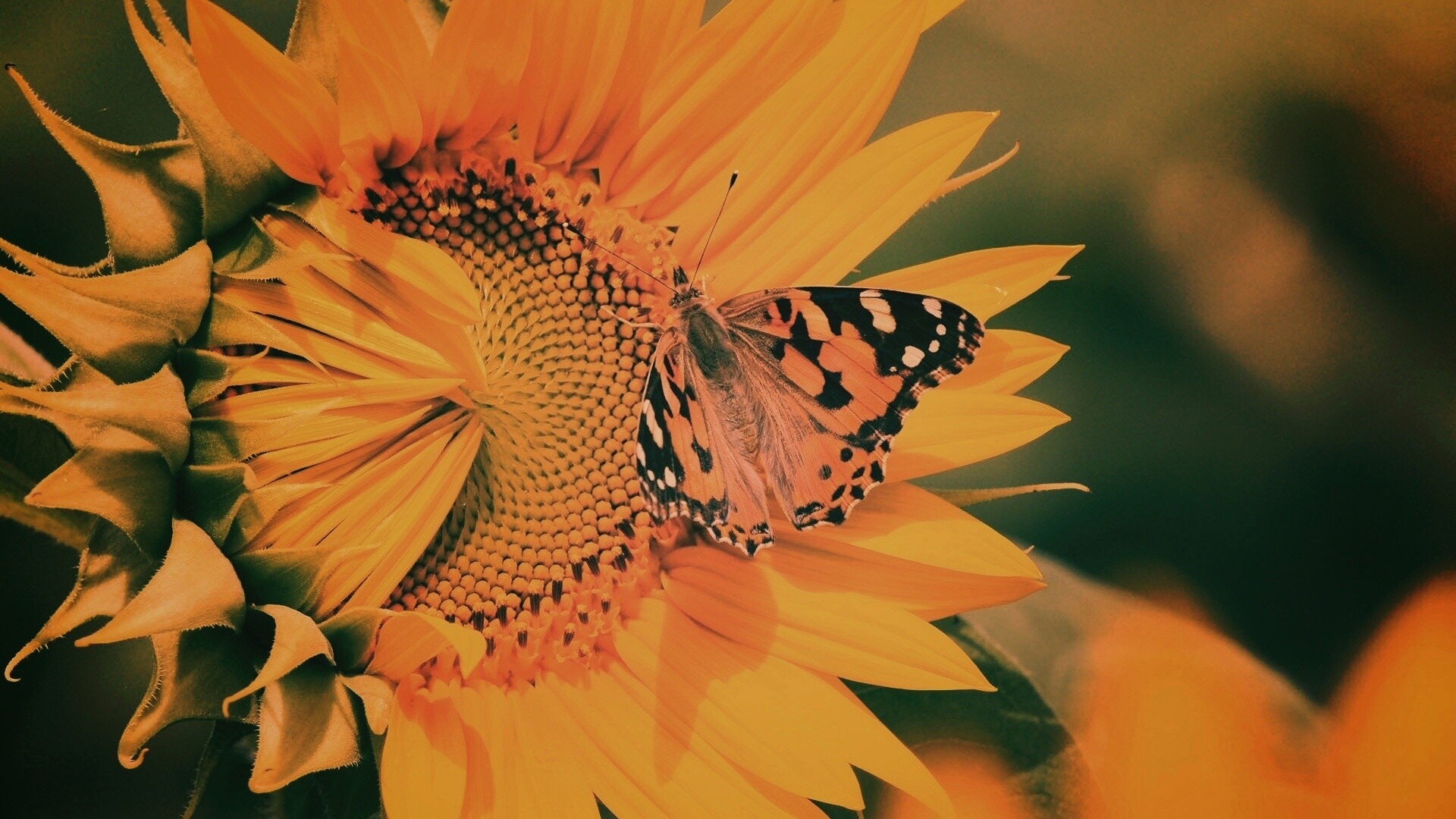 Бабочка на подсолнухе обои
