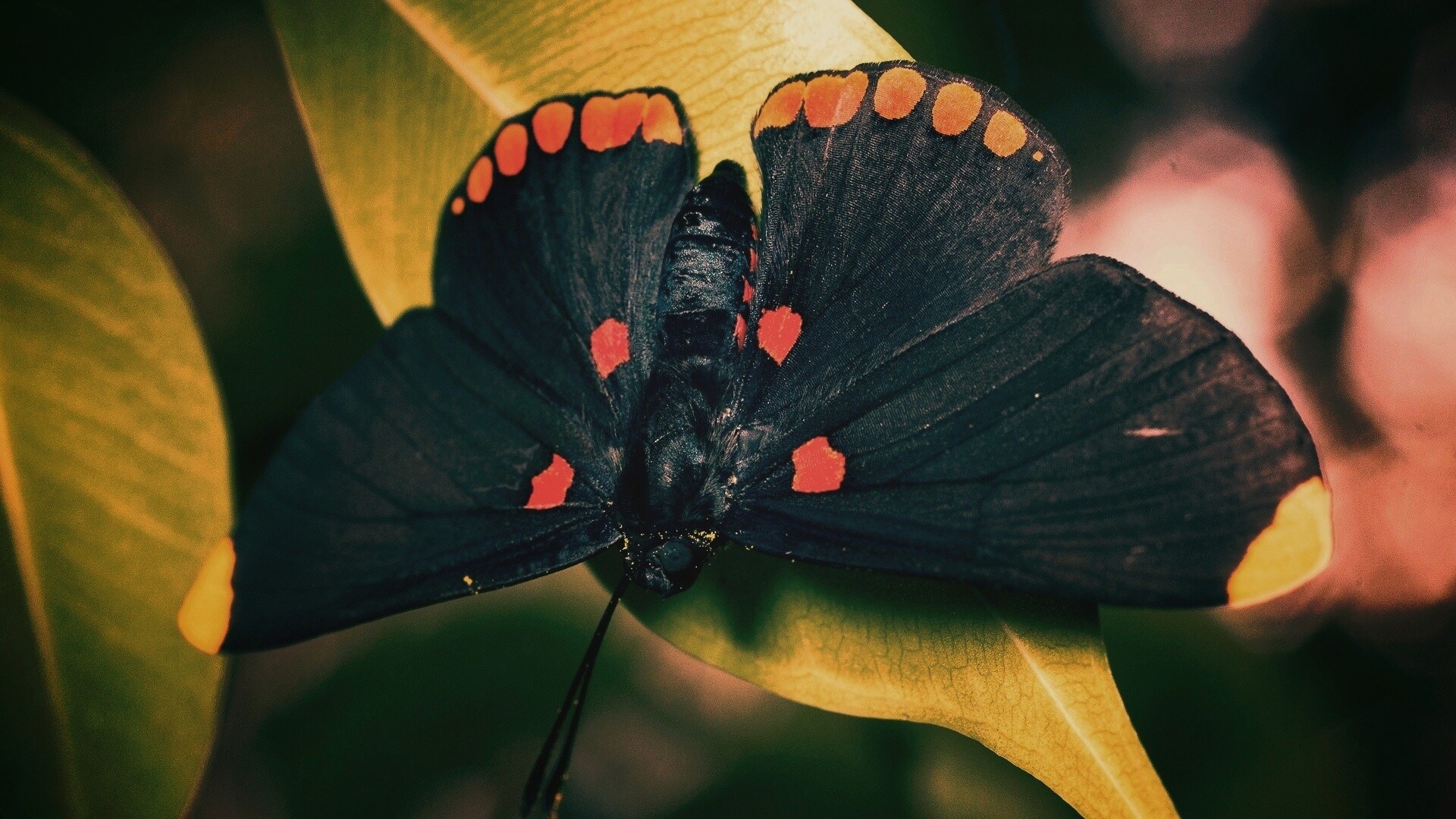 Бабочка на листе обои