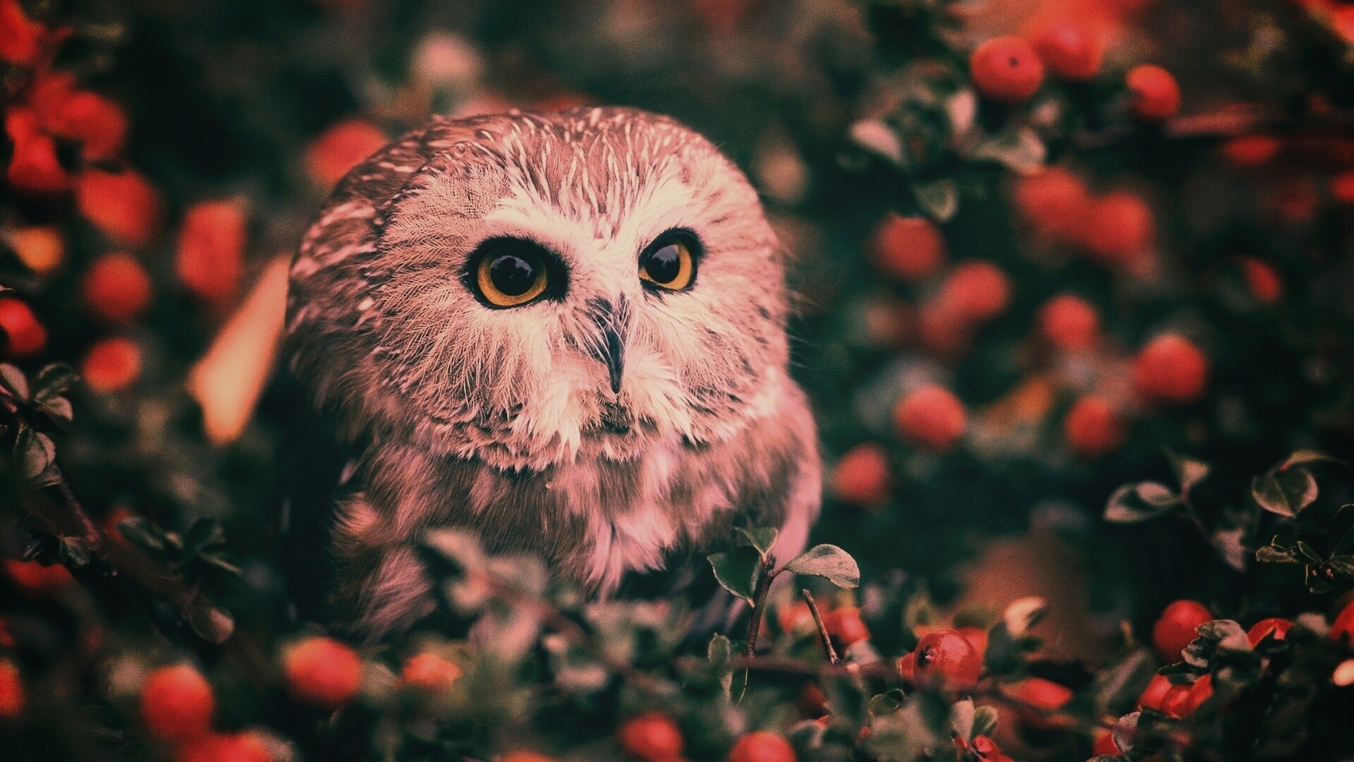 Маленькая сова в ягодах обои
