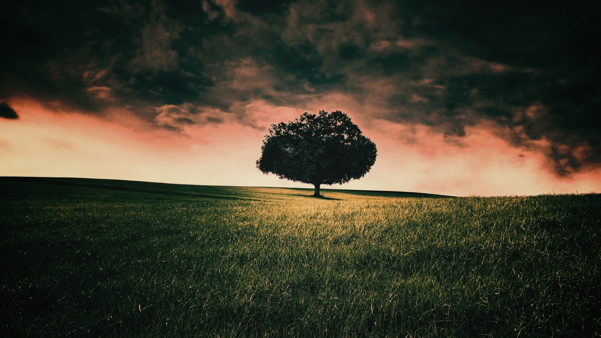 Одинокое дерево под грозовым небом обои